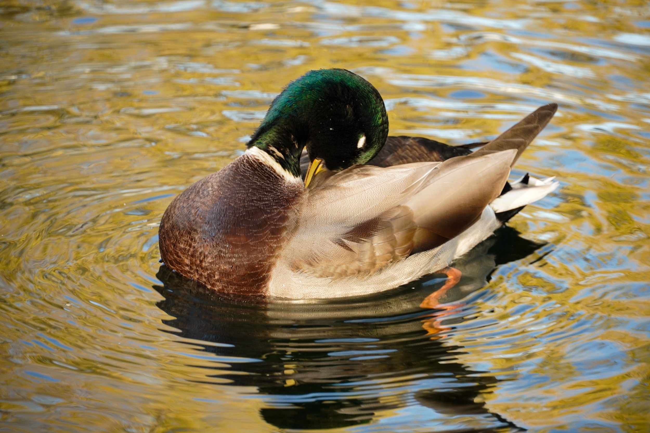 Птицы. Photographer Pavel Romashchenko