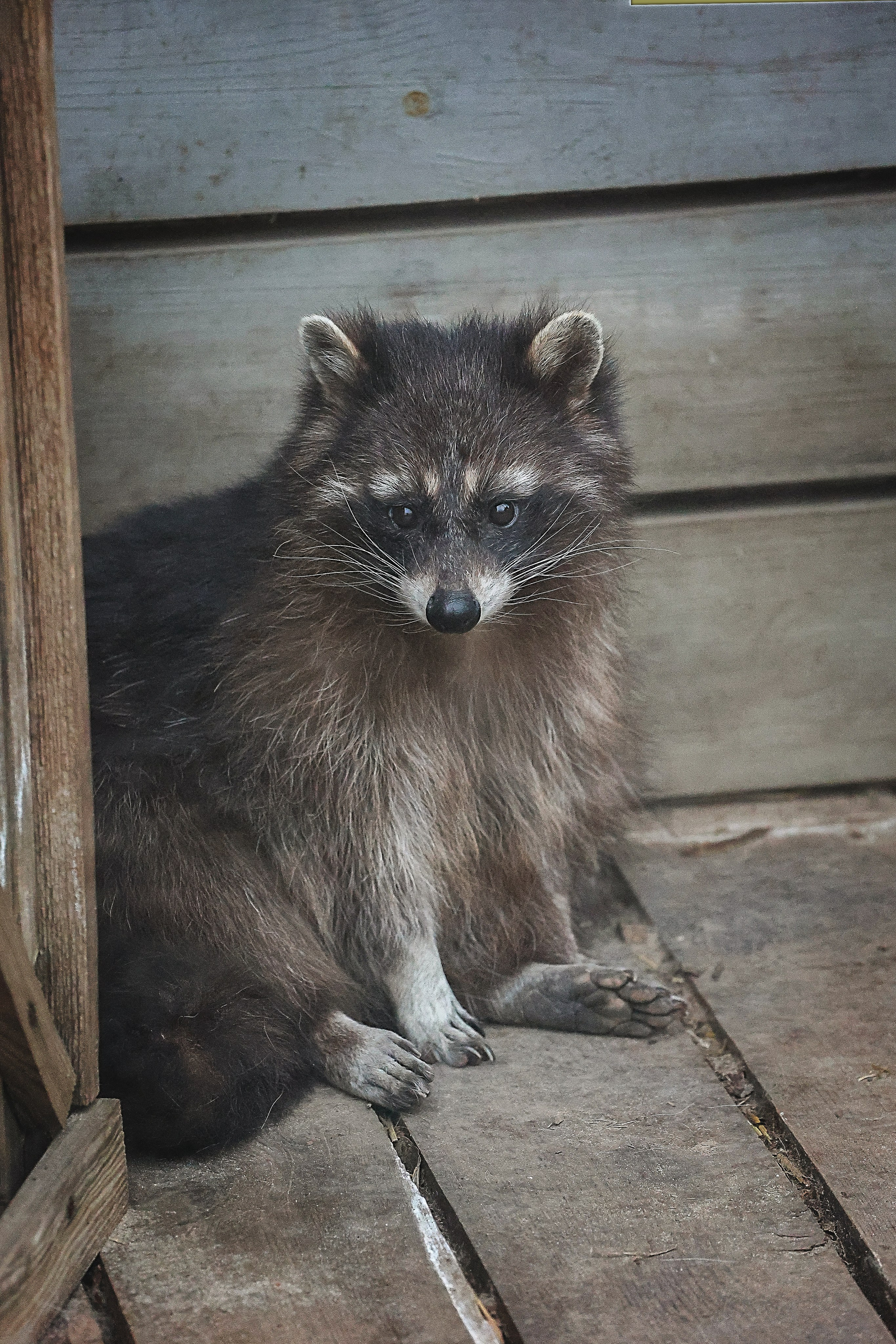 Зоопарк Малинки. Фотограф-АниМалист Анна Абрамова