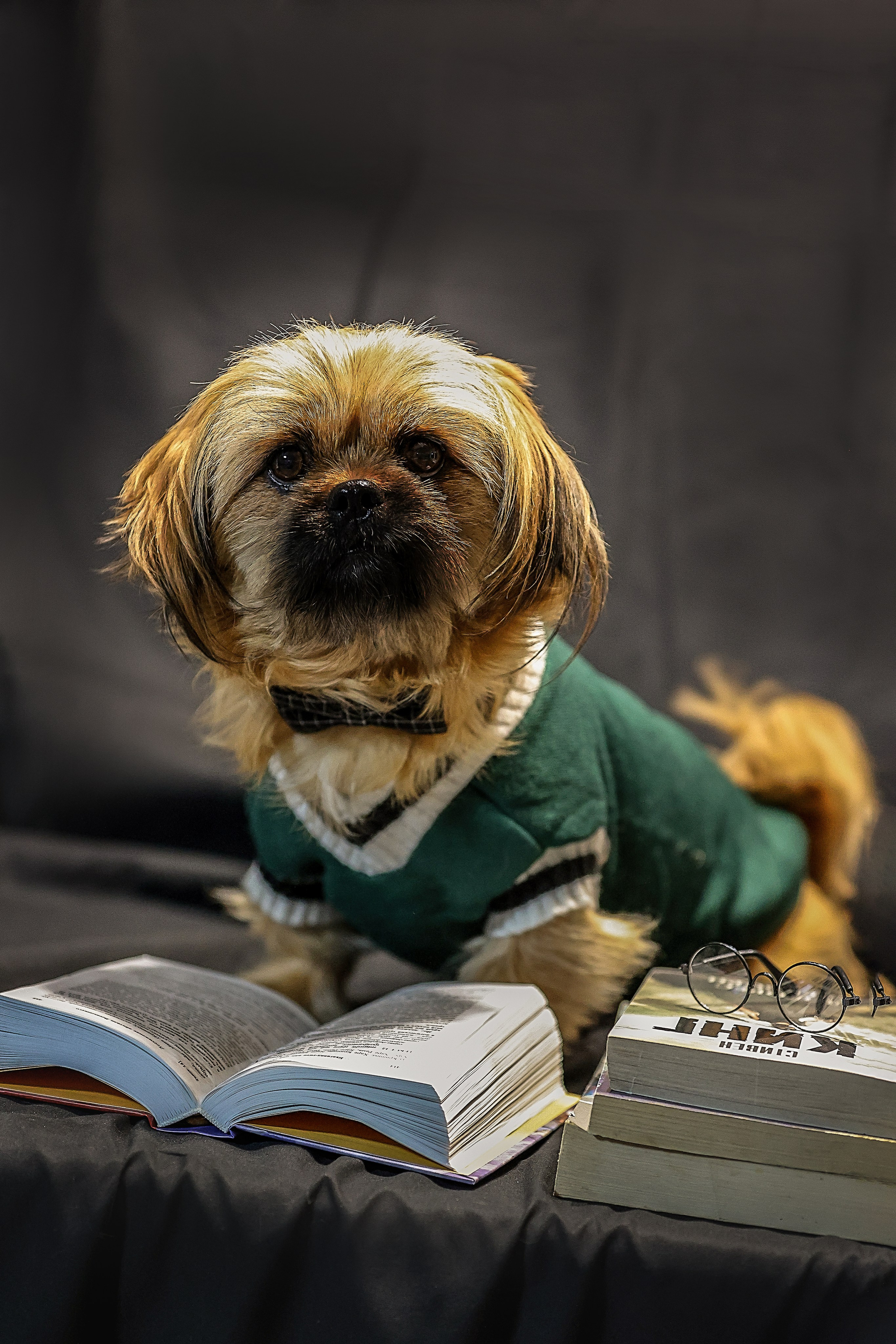 В СТУДИИ. Фотограф-АниМалист Анна Абрамова