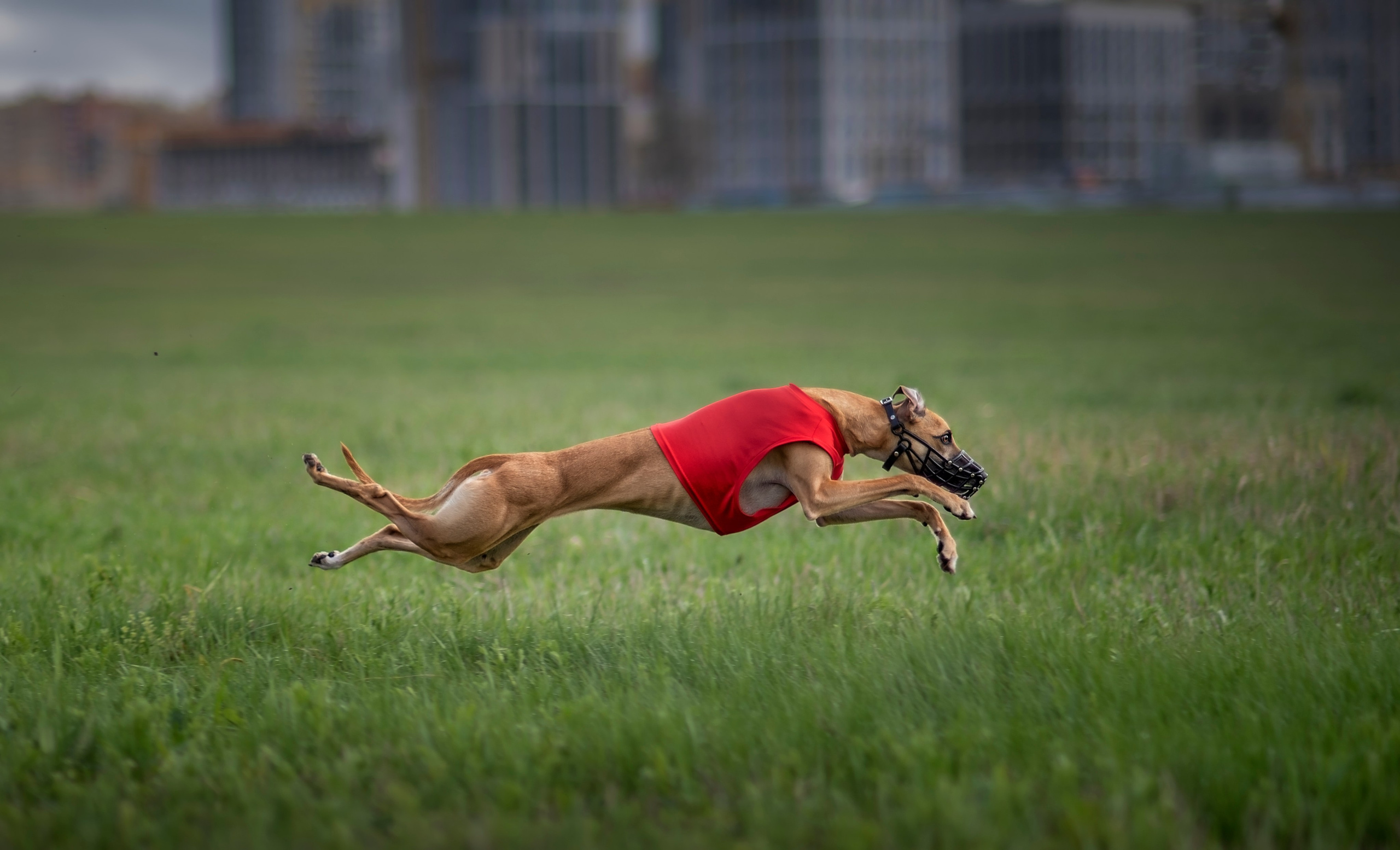 Курсинг. Фотограф анималист Ставрополь Яна Кудлай