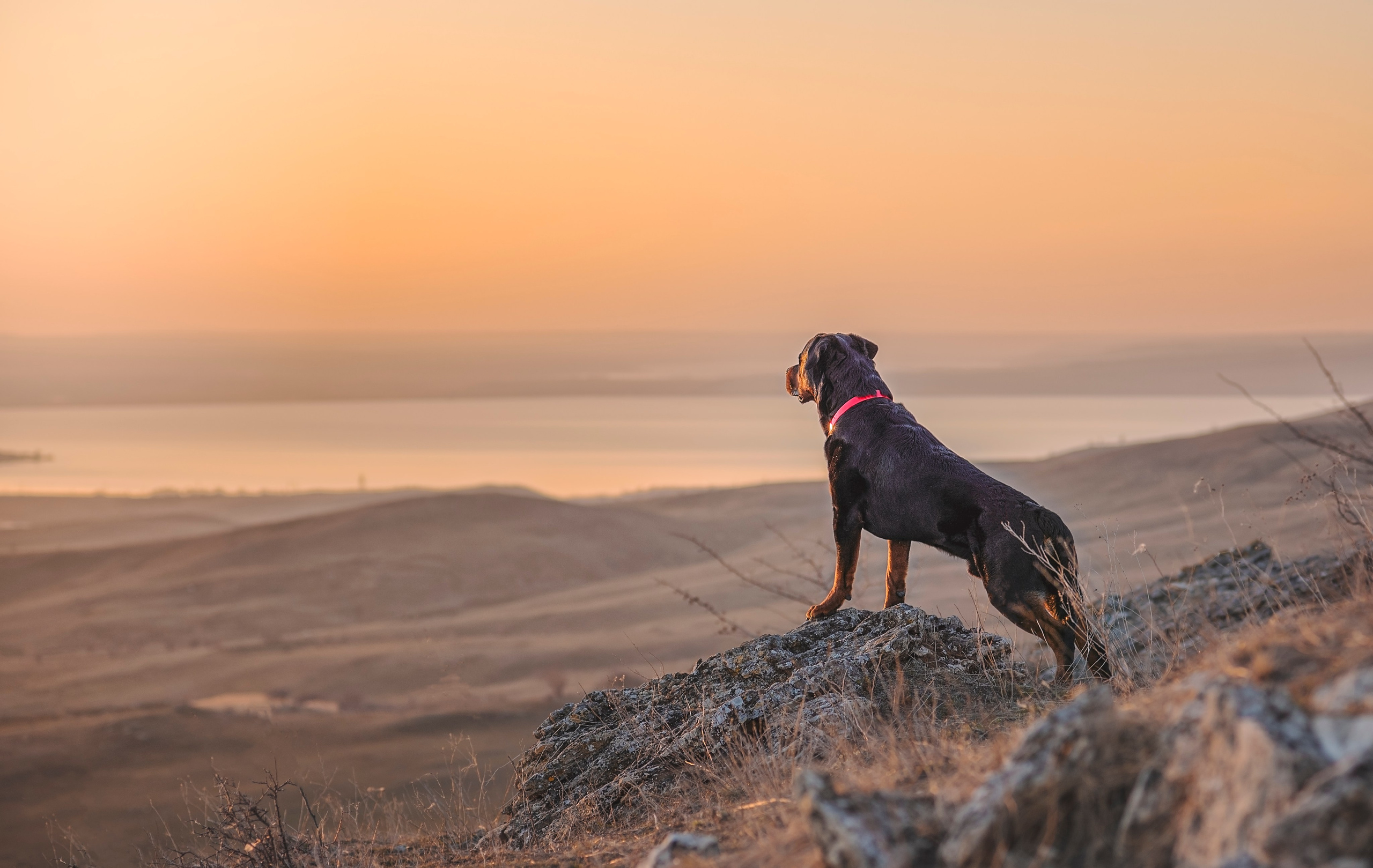 Кайрос. Фотограф анималист Ставрополь Яна Кудлай