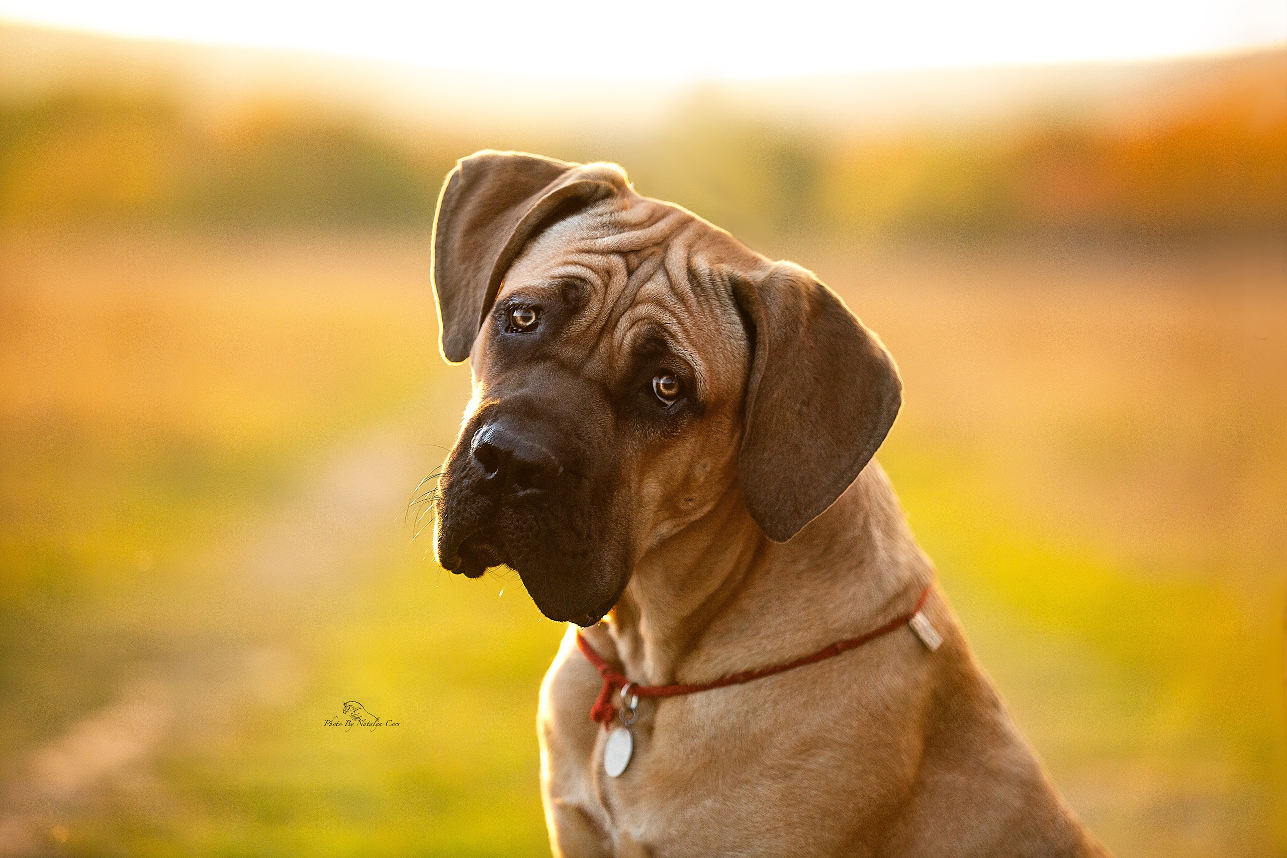Фоторепортаж с выставки собак. Фотограф Анималист Наталья Корс Екатеринбург