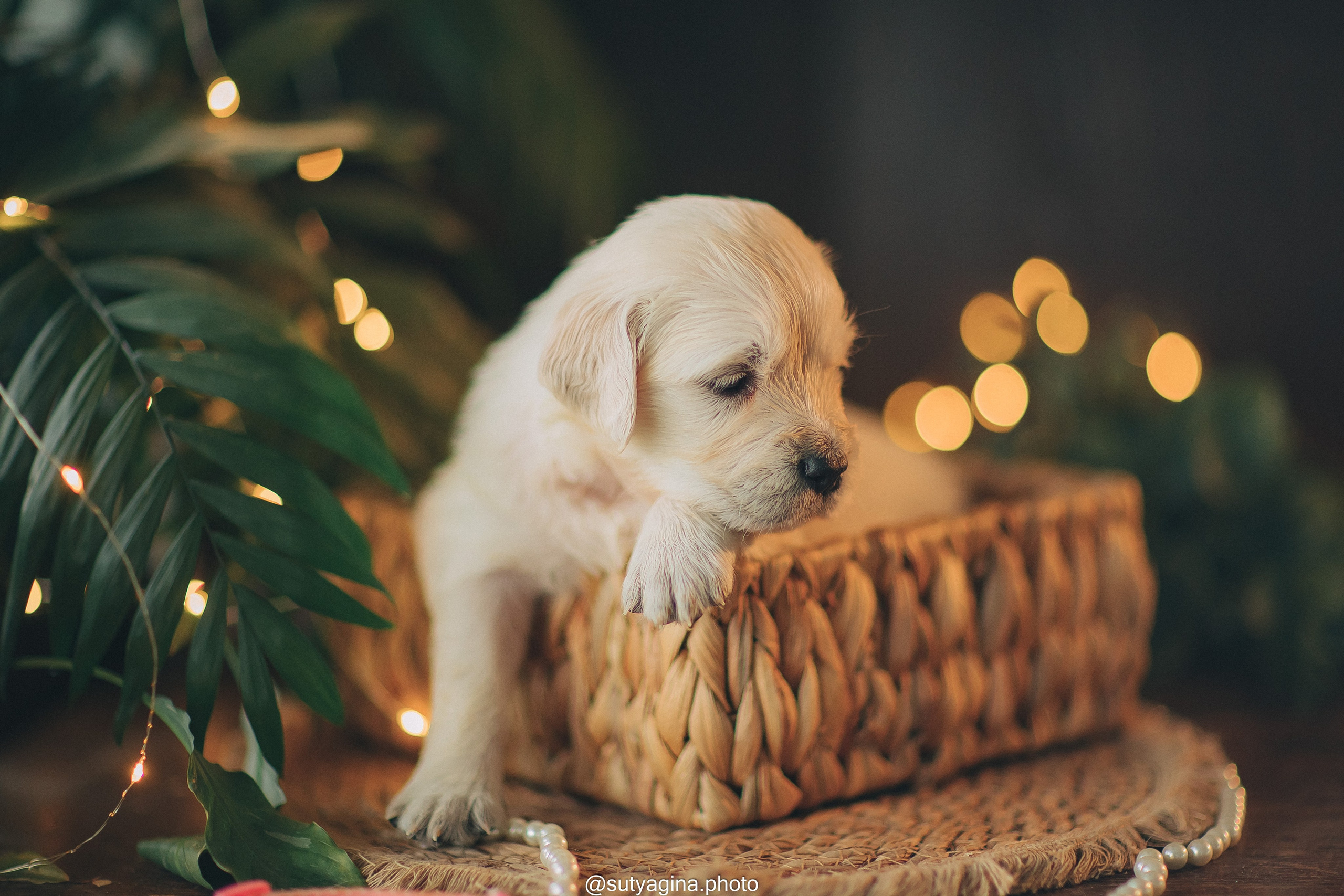 Белая лента. Свадебный и женский фотограф
