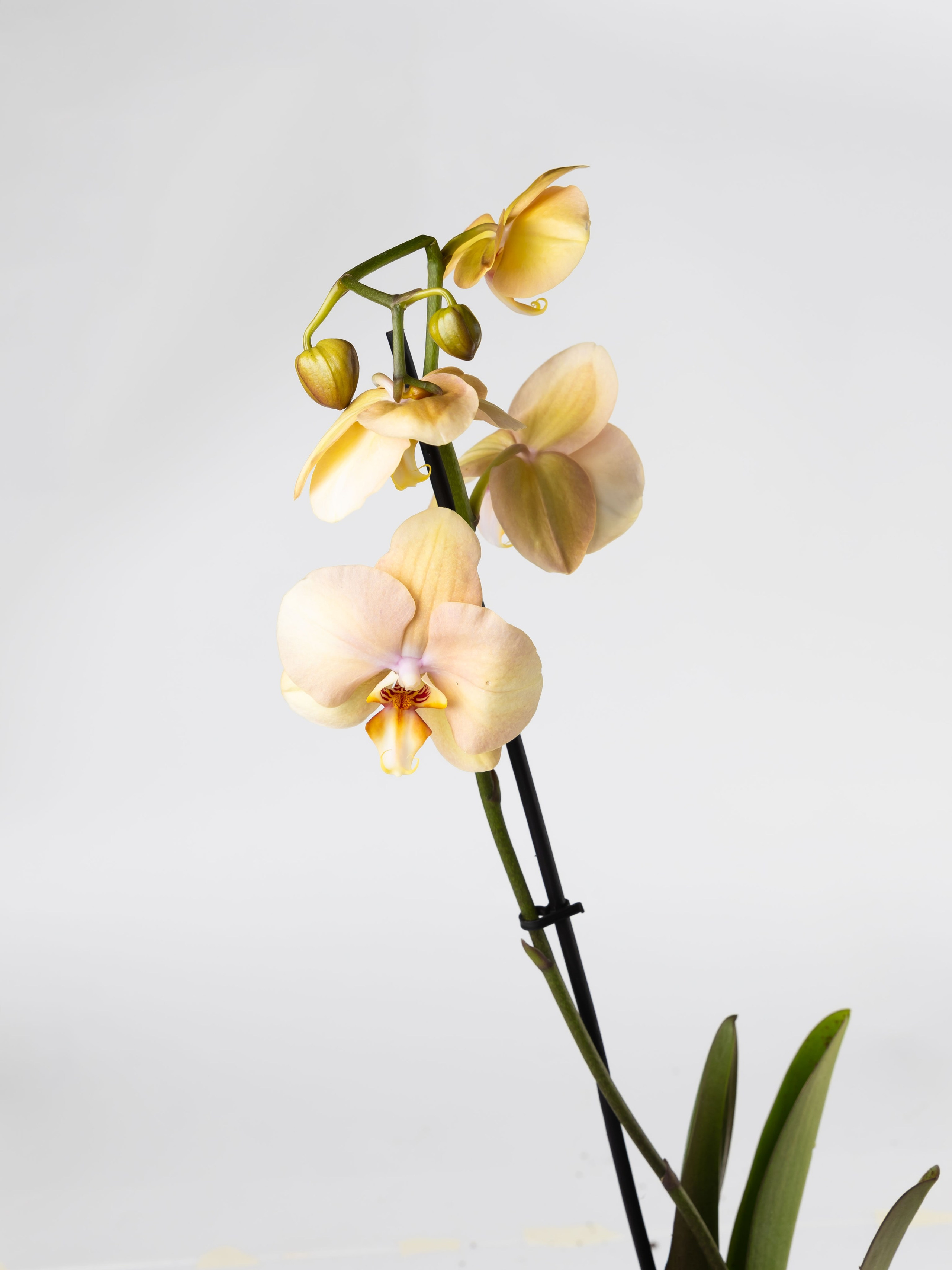 ПРЕДМЕТКА. ФОТОГРАФ ВИНОГРАДОВА ДАРЬЯ