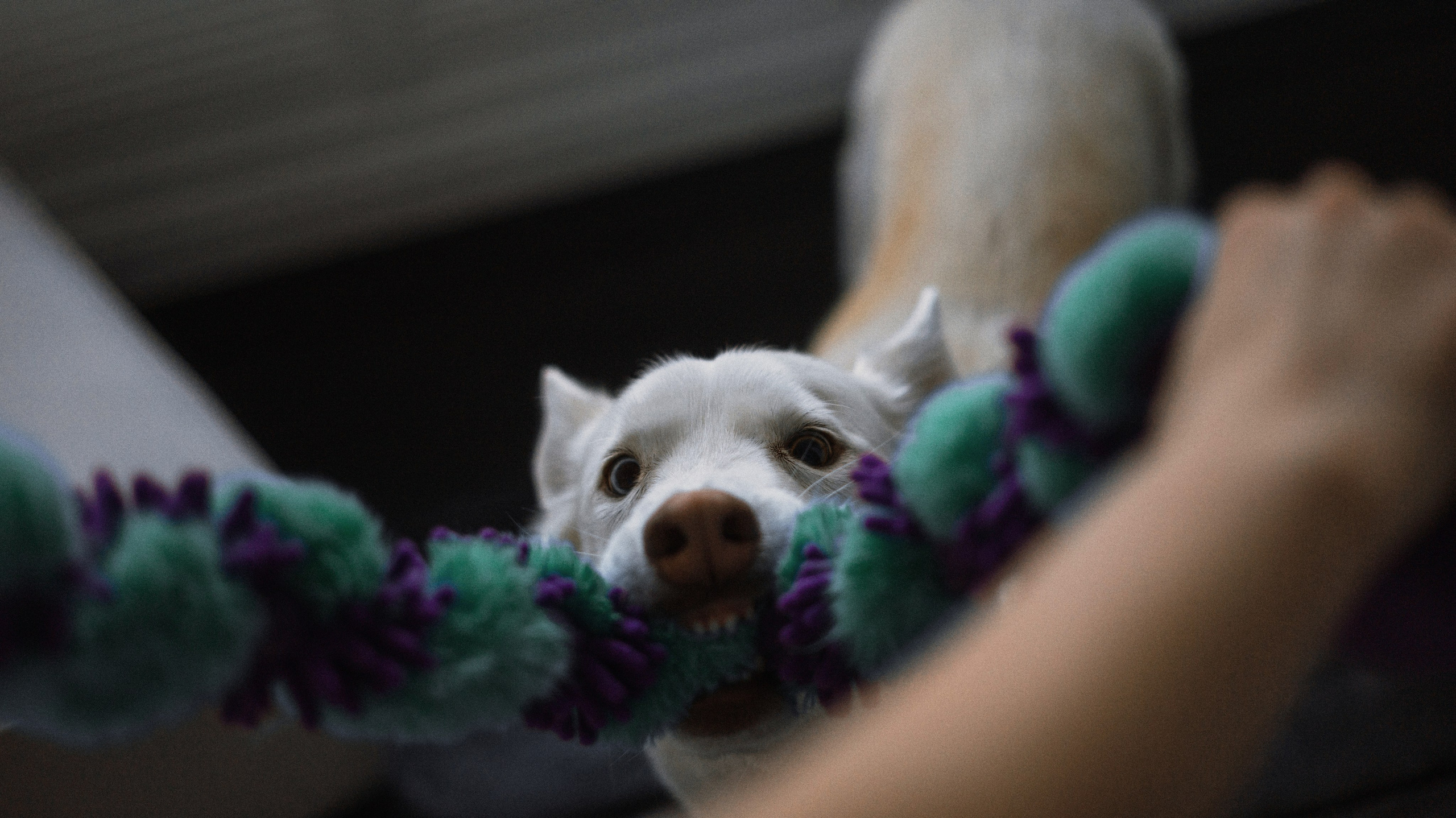 Аня, Дэймон и Грэй. Фотограф-анималист Богданова Полина