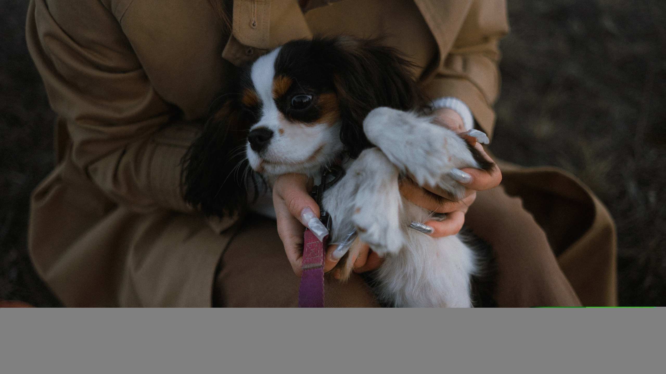 Ангелина и Йен. Фотограф-анималист Богданова Полина