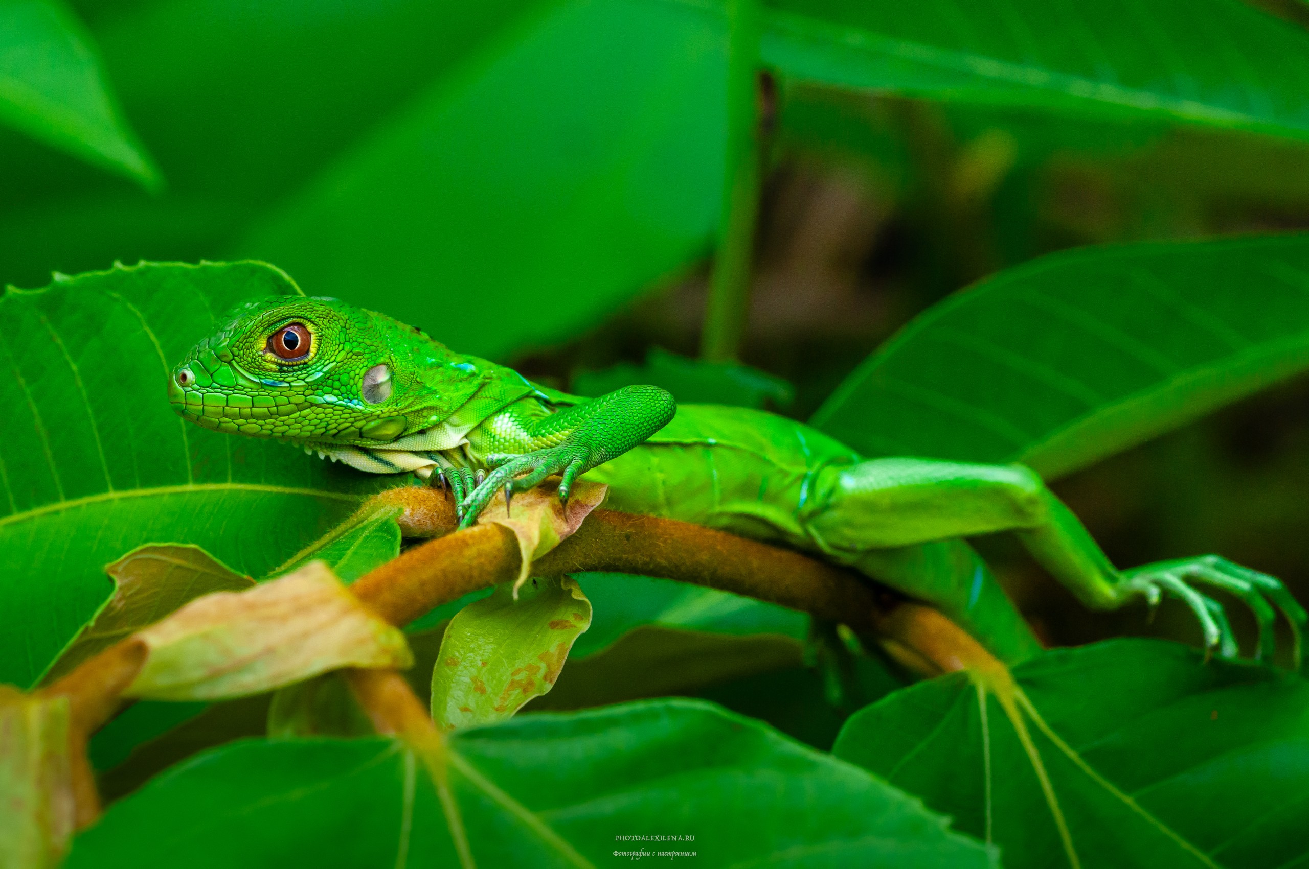 Все оттенки зелёного. Авторские стильные фотокартины