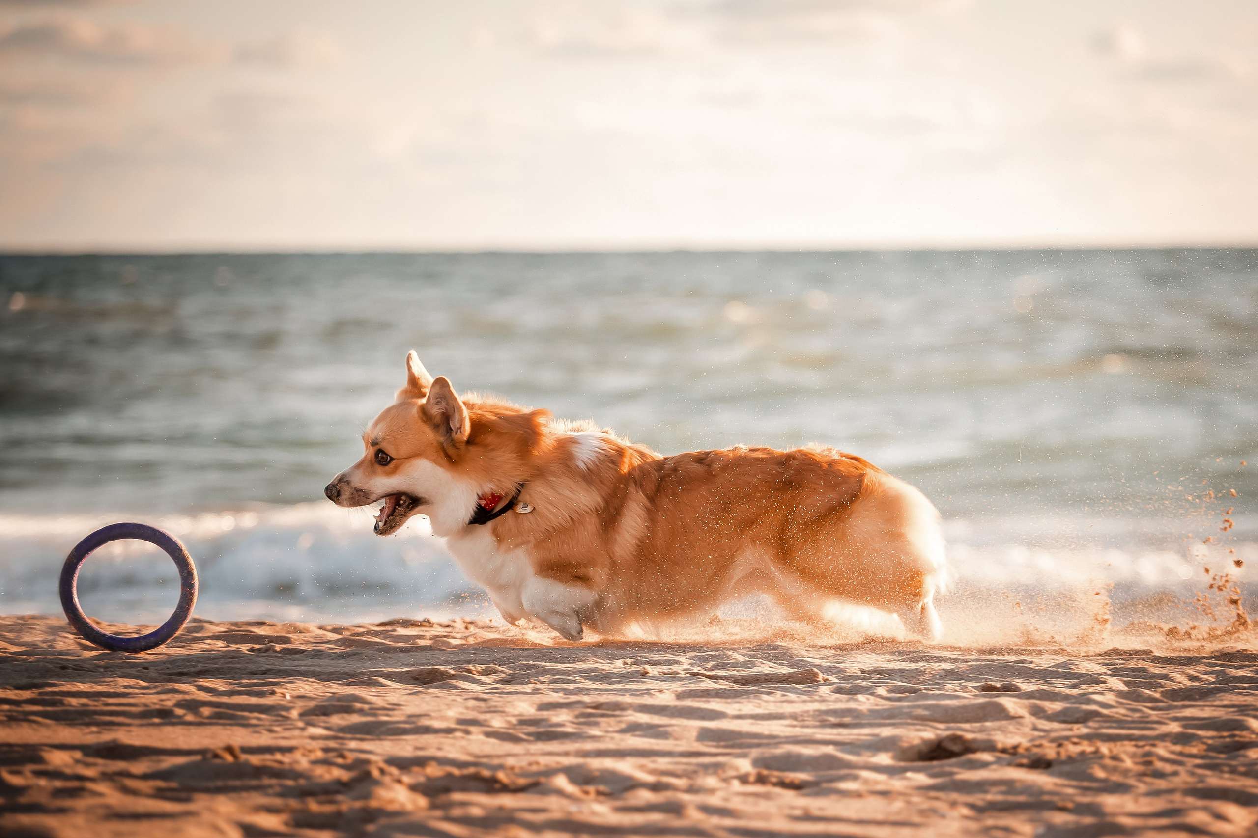 Экстерьерная съёмка Краснодар. Фотограф-анималист в Краснодаре Маша Мельникова