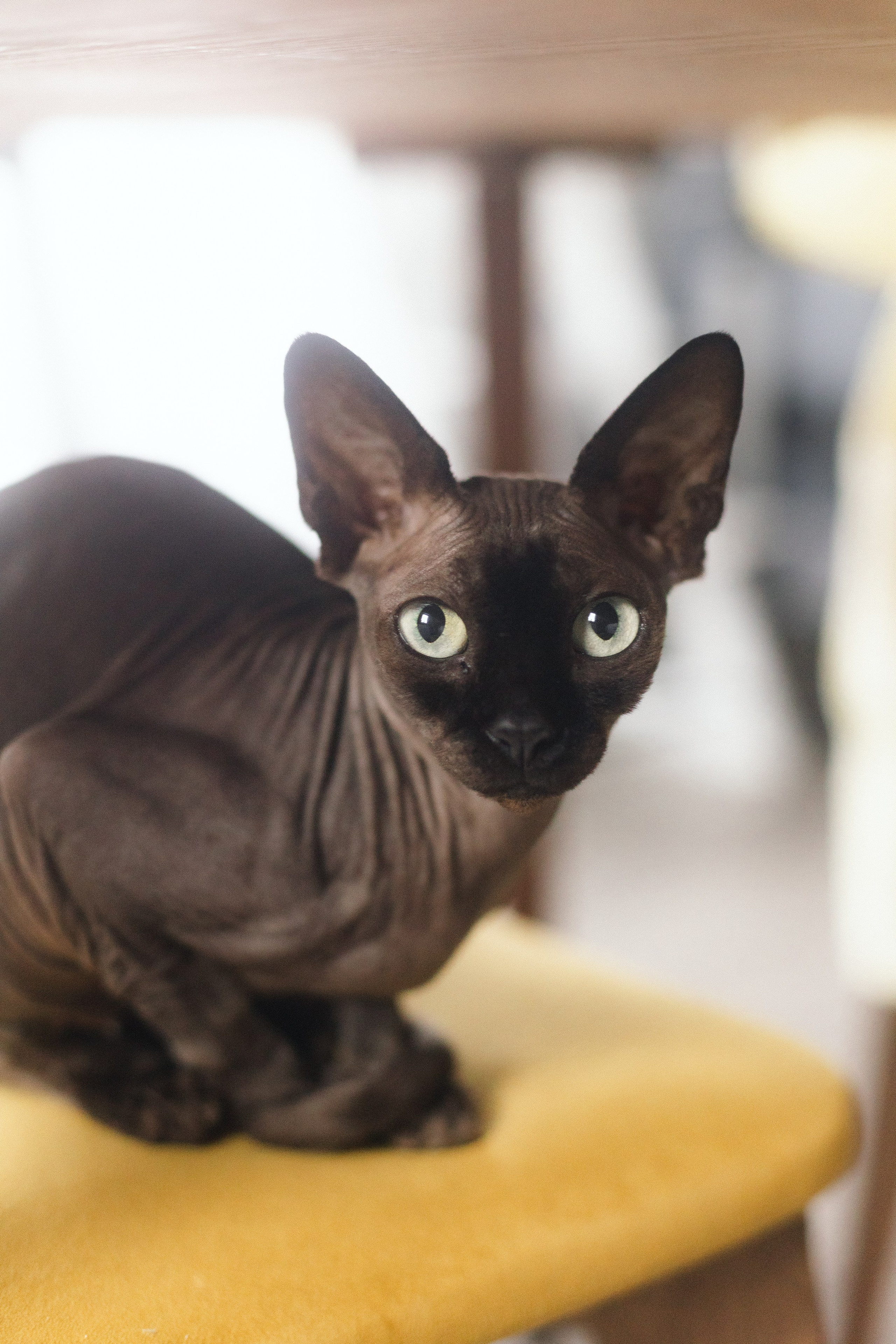 Появление брата. Фотограф из Петербурга