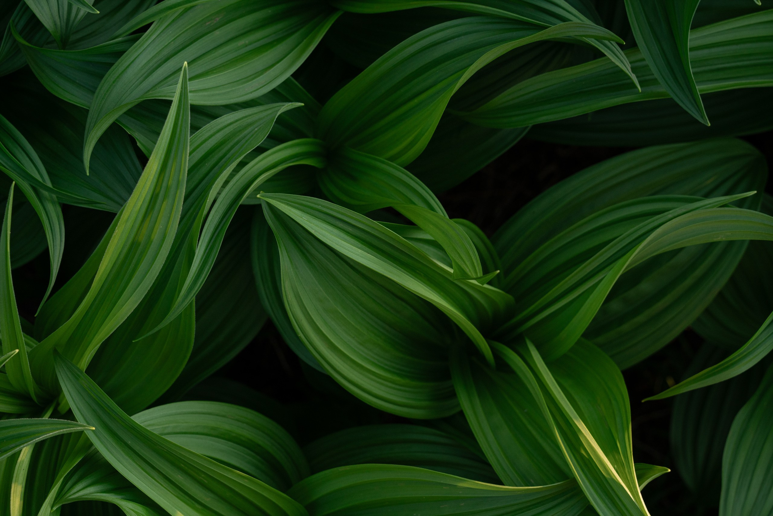 Ергаки. Фотограф в Красноярске Нерозя Александр. Пейзаж, природа, портрет