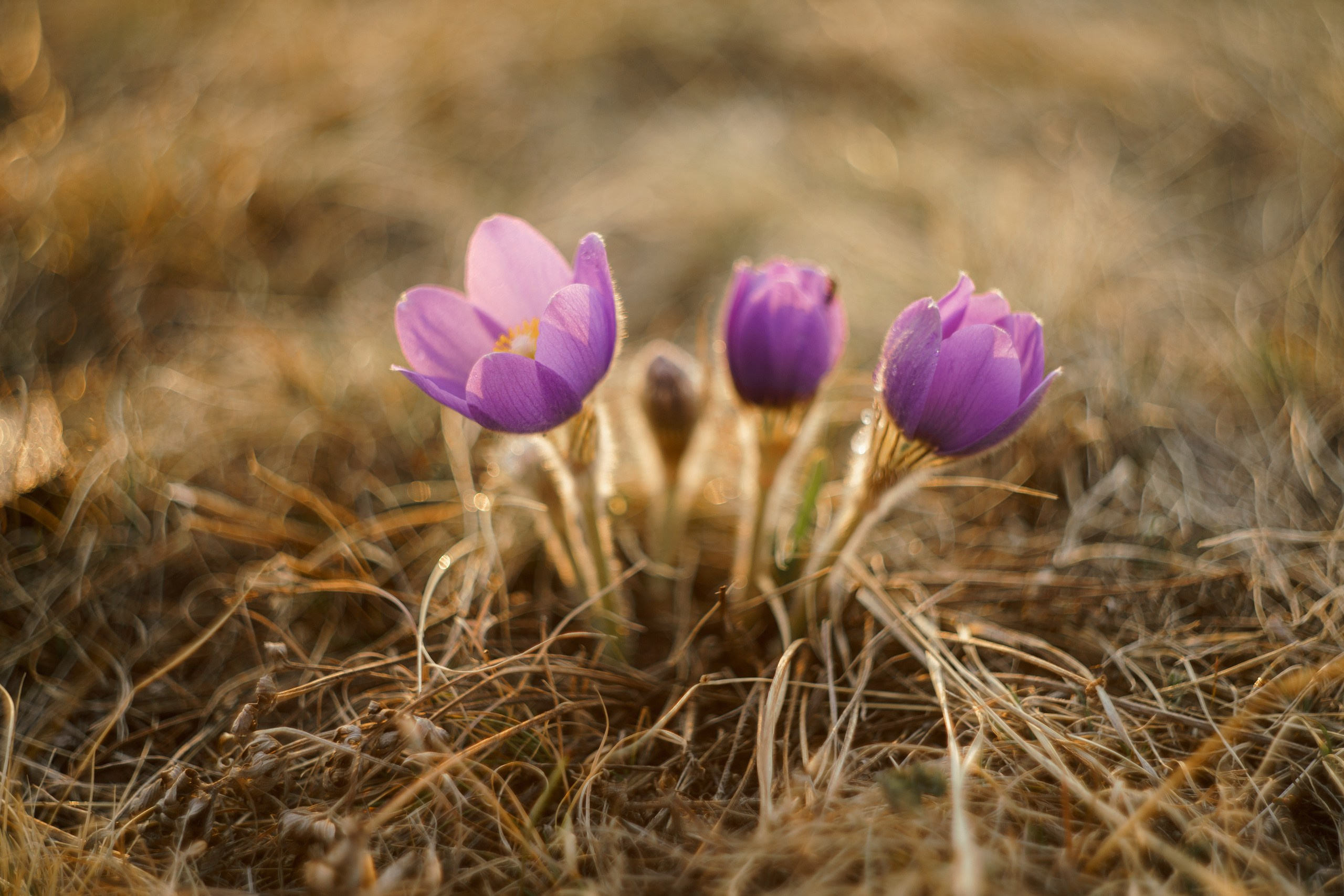 Хакасия. Фотограф в Красноярске Нерозя Александр. Пейзаж, природа, портрет