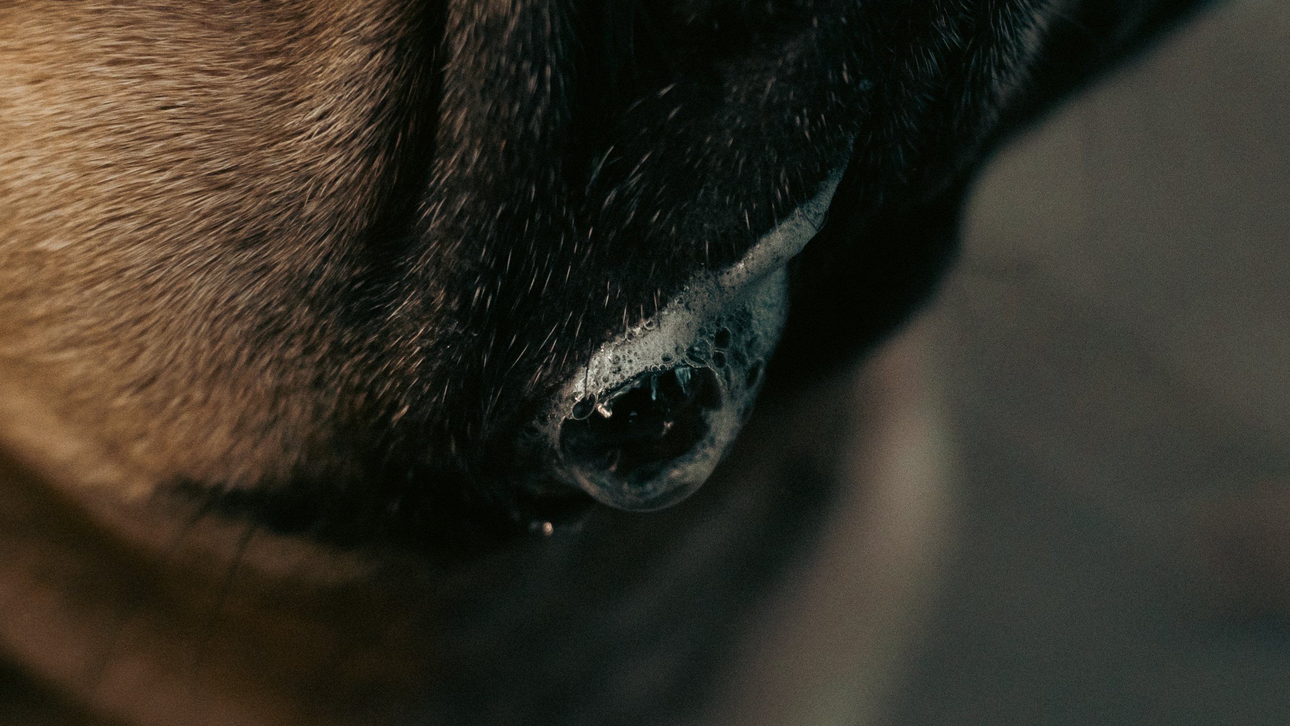 Анастасия и Бенц. Фотограф анималист в Москве и Санкт-Петербурге Свиридова Анна