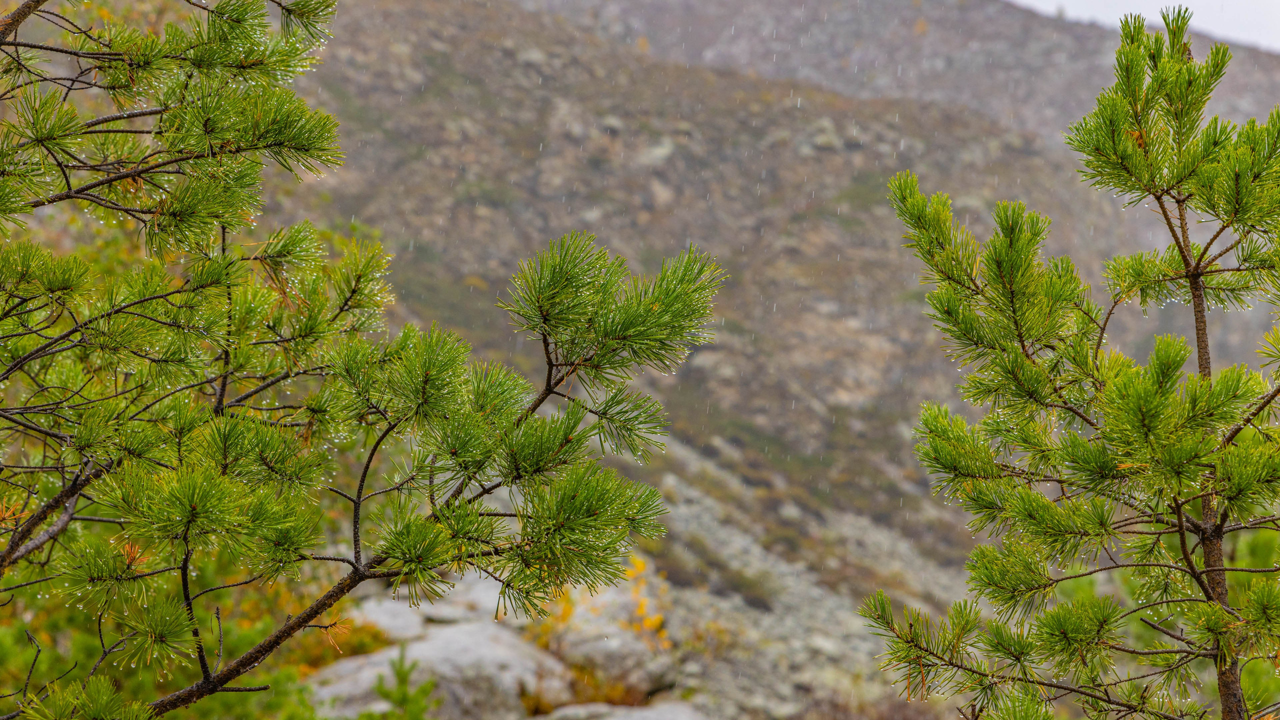 2025 09 Алтай. Чуйский тракт. Фотографии