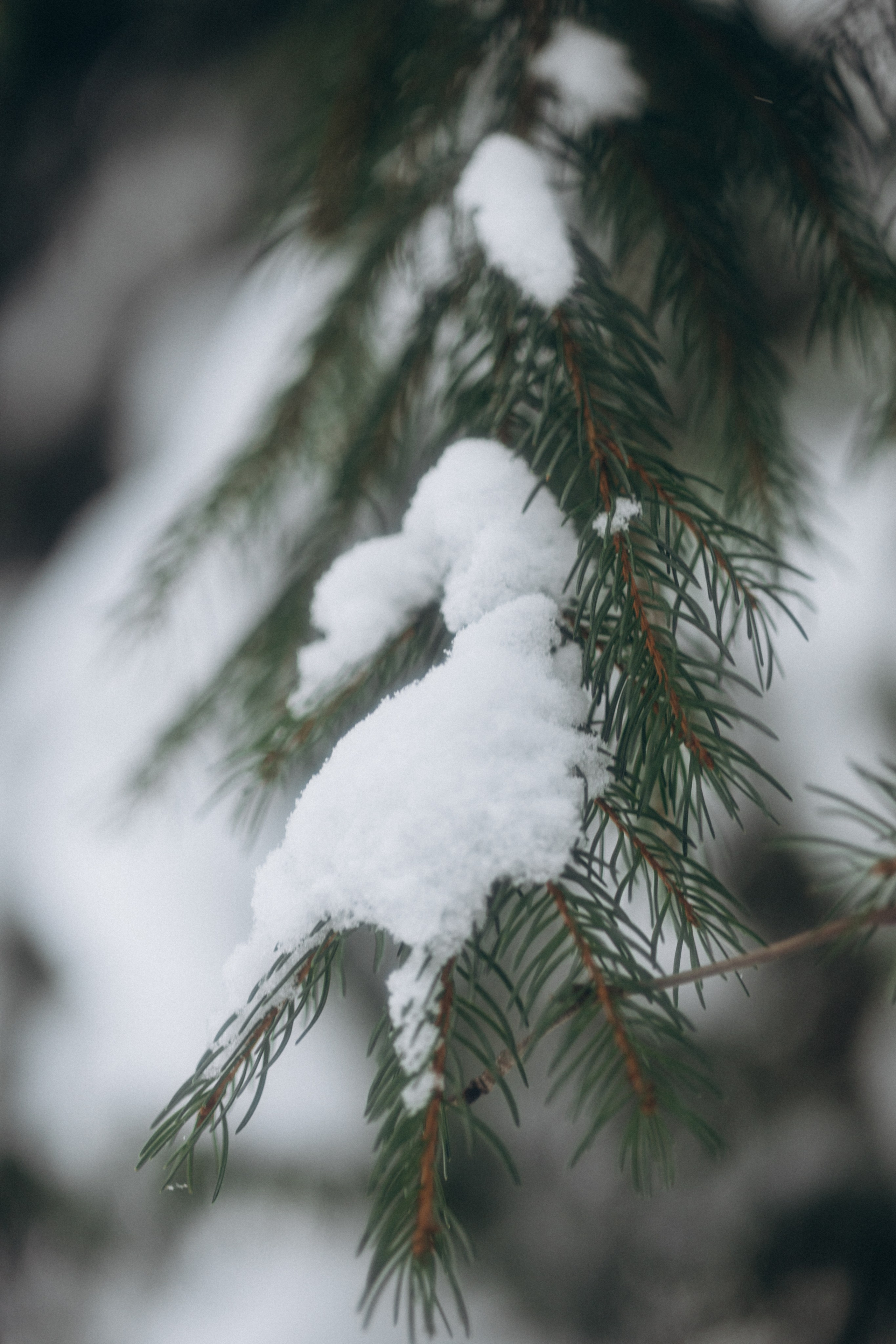 Снегурочка. Фотограф Валерия Ковпак. Москва. Химки. Куркино