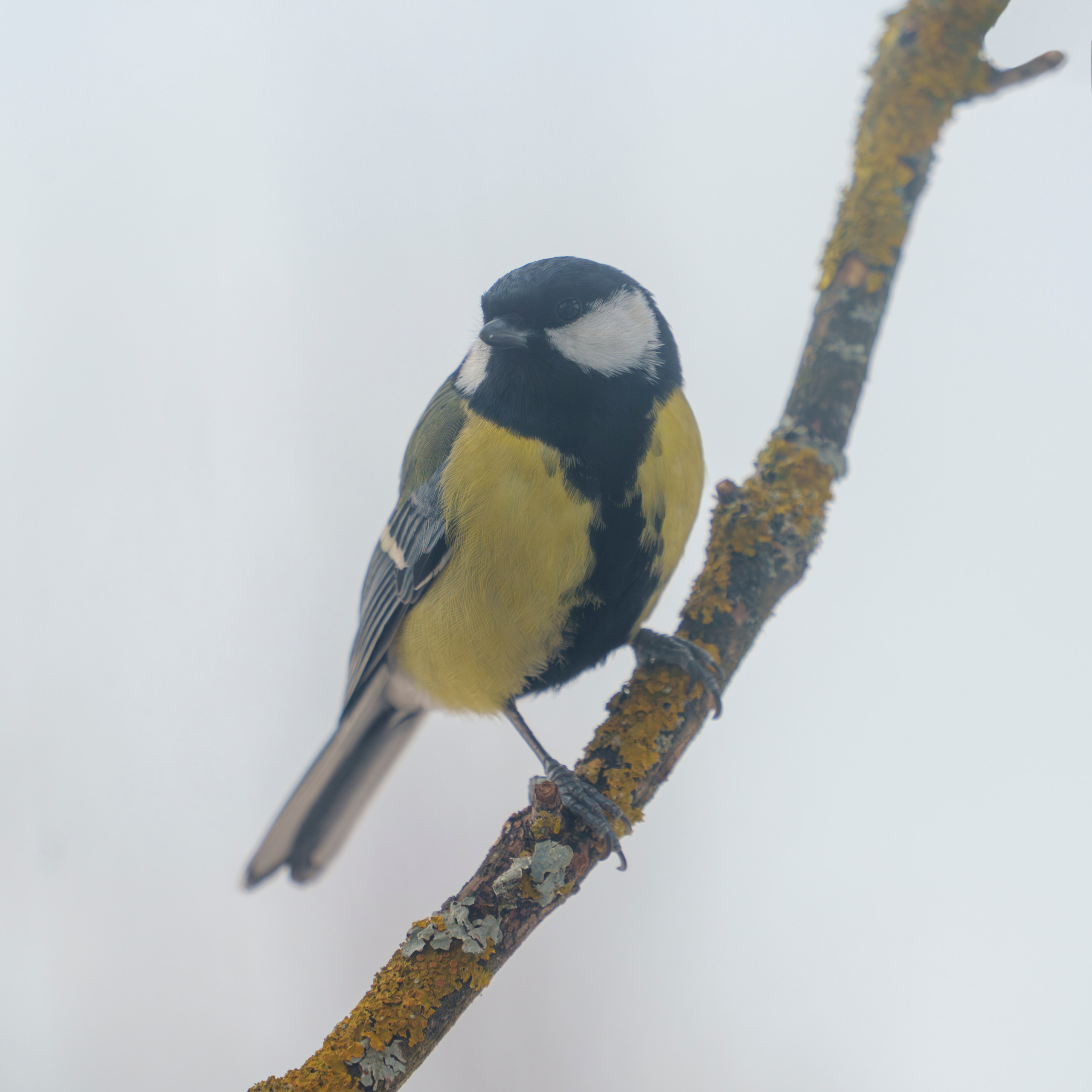 Animals — Животные