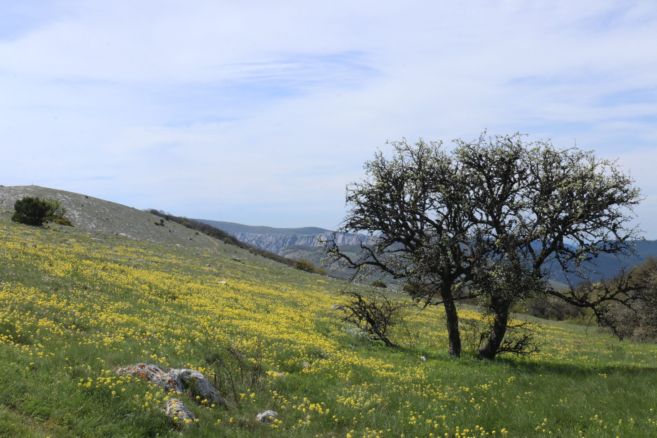 Крым. ЮБК (Севастополь, Кастрополь, Ялта). Май 2023. Путешественник-фотограф из Санкт-Петербурга Татьяна Свистулина