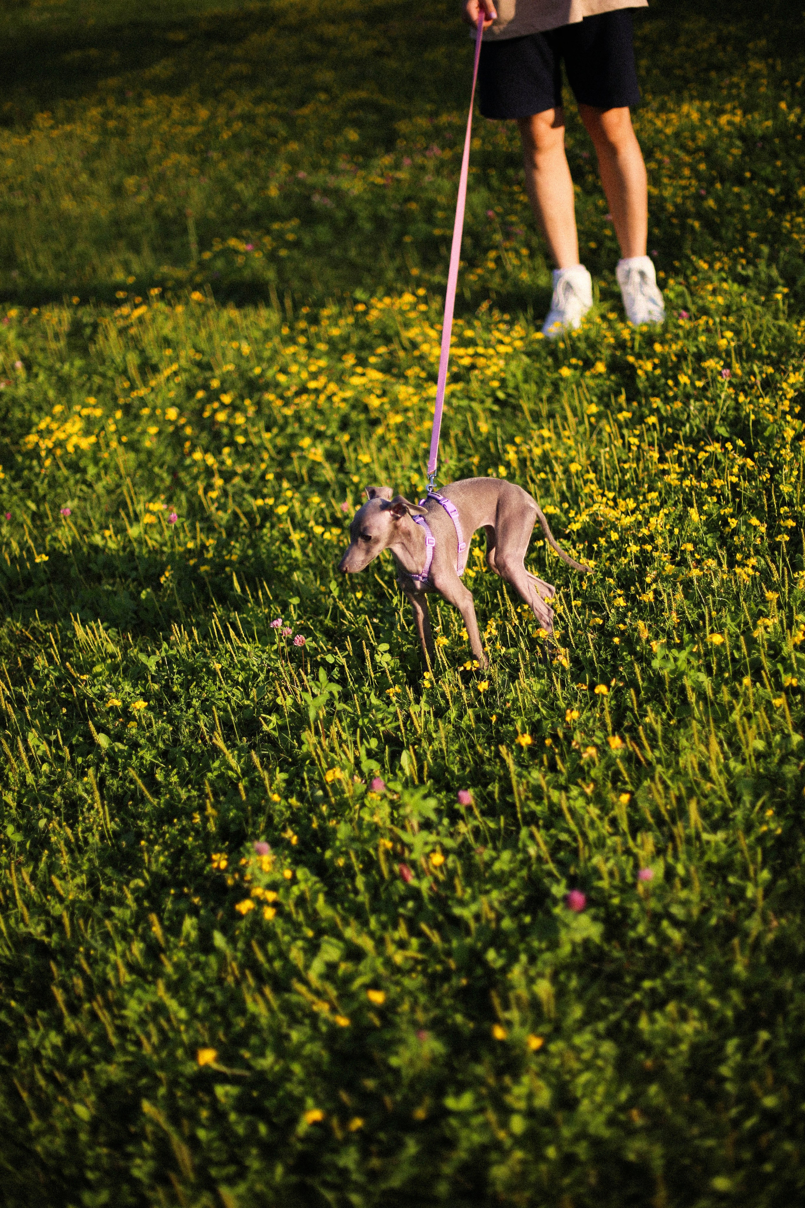 Таня, Саша, Мыша. Фотограф Екатерина Максимова: семейные, индивидуальные съемки, свадьбы