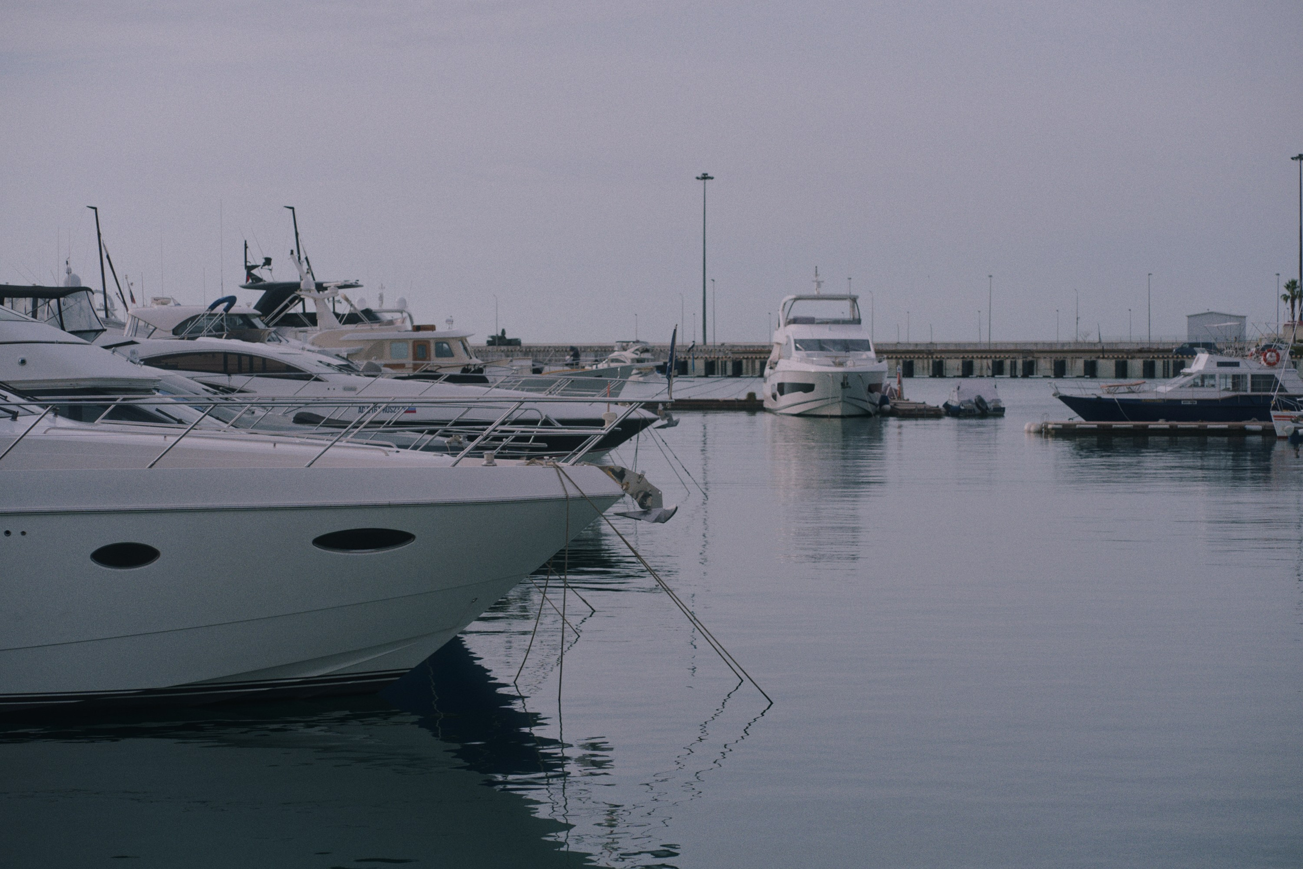 Sochi port (cats). Фотограф Юрин Евгений