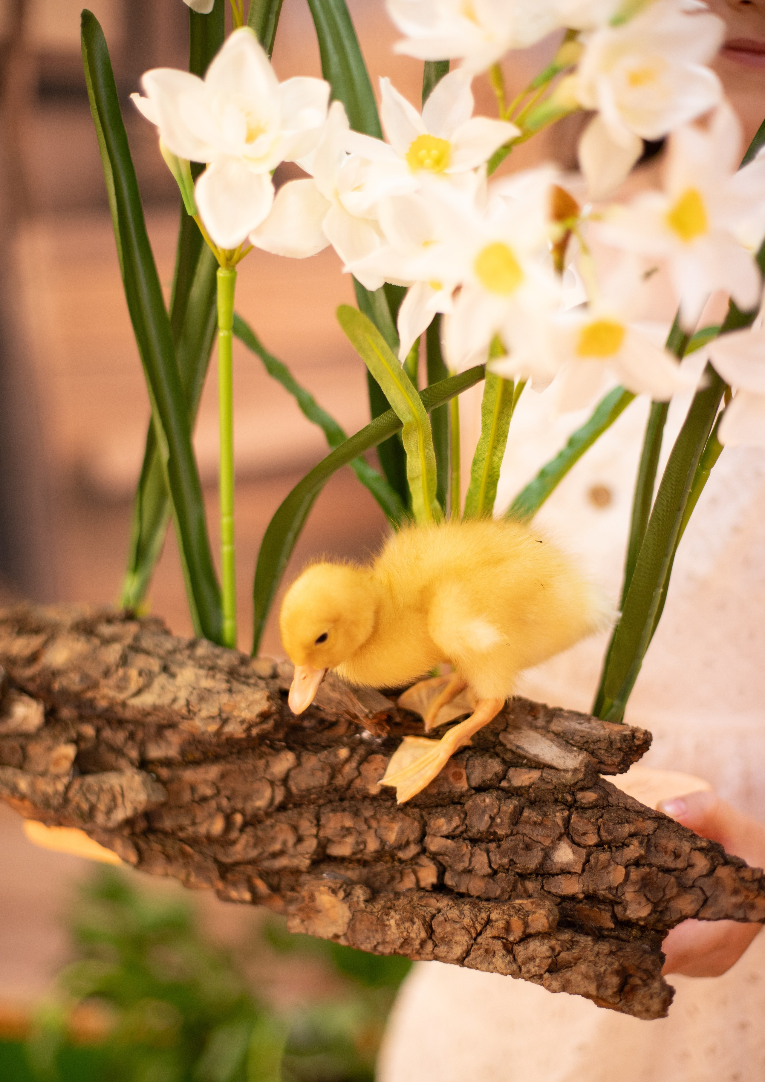 Пасха Утята. Лучший фотограф Краснодара (по версии моей мамы)