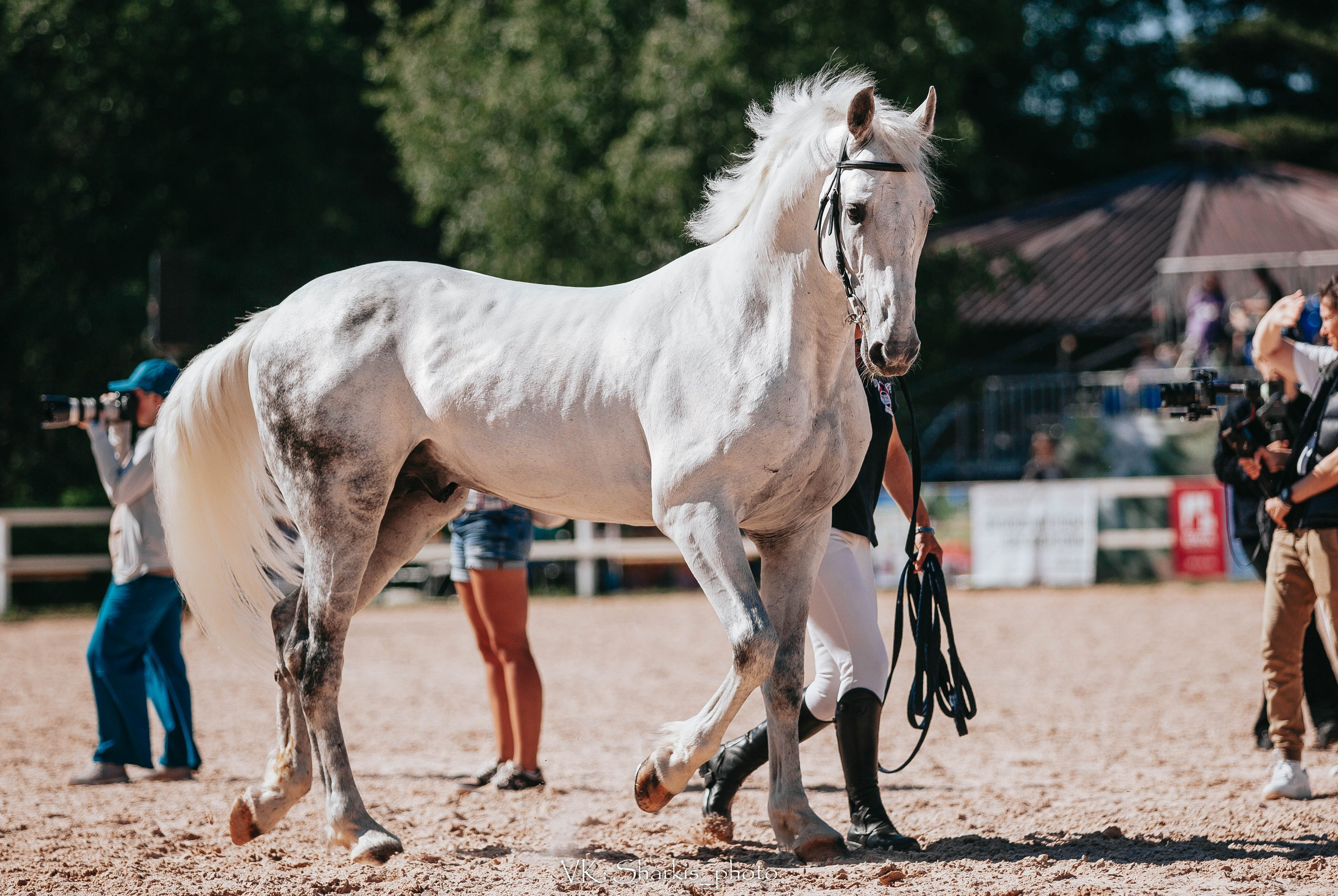 Лошади. Главная