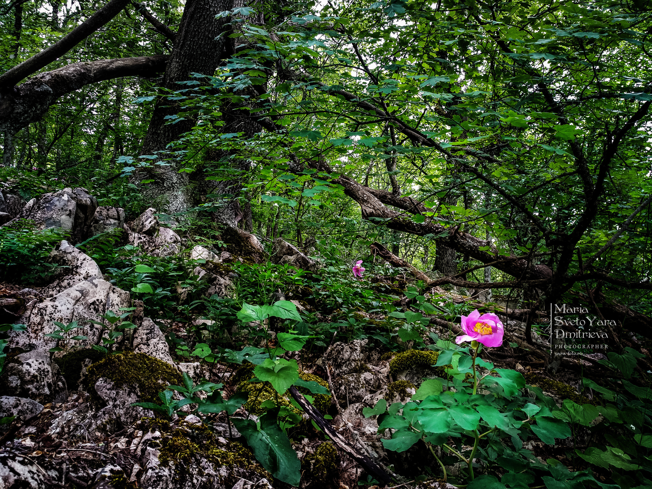 Flora&Fauna в мобильной фотографии. Фотограф в Симферополе и Крыму — Мария СветоЯра Дмитриева | Индивидуальные и семейные съёмки