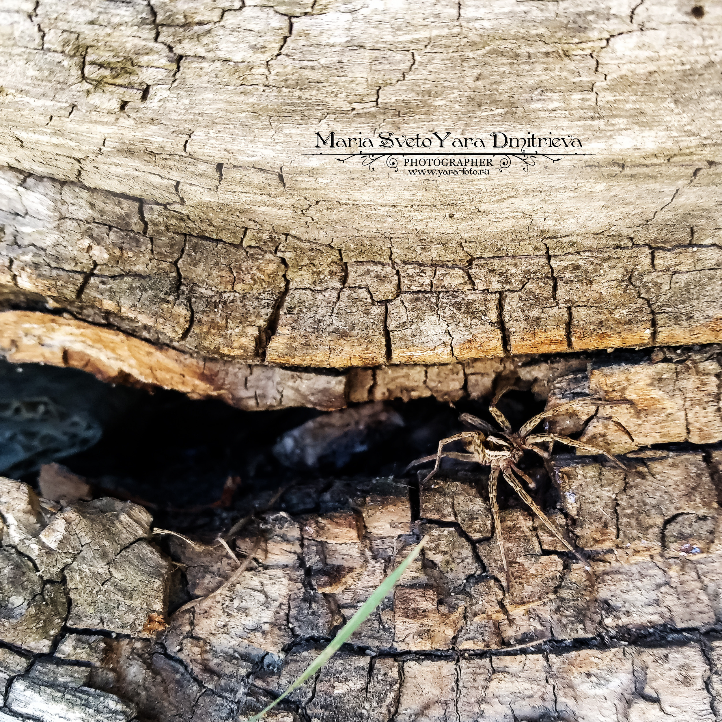 Flora&Fauna в мобильной фотографии. Фотограф в Симферополе и Крыму — Мария СветоЯра Дмитриева | Индивидуальные и семейные съёмки