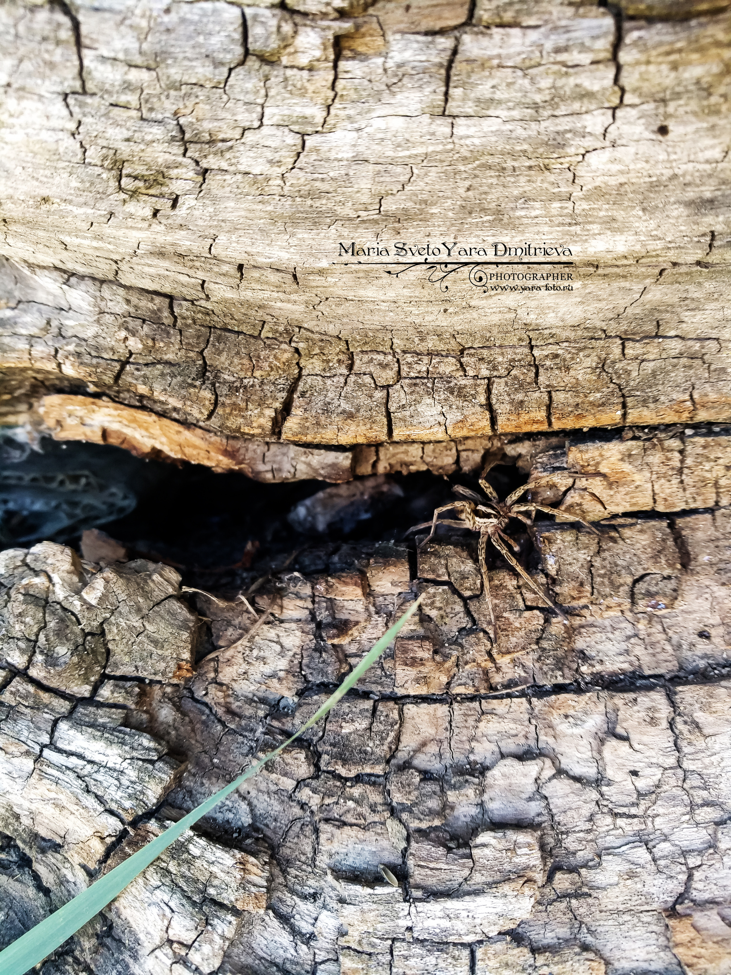 Flora&Fauna в мобильной фотографии. Фотограф в Симферополе и Крыму — Мария СветоЯра Дмитриева | Индивидуальные и семейные съёмки