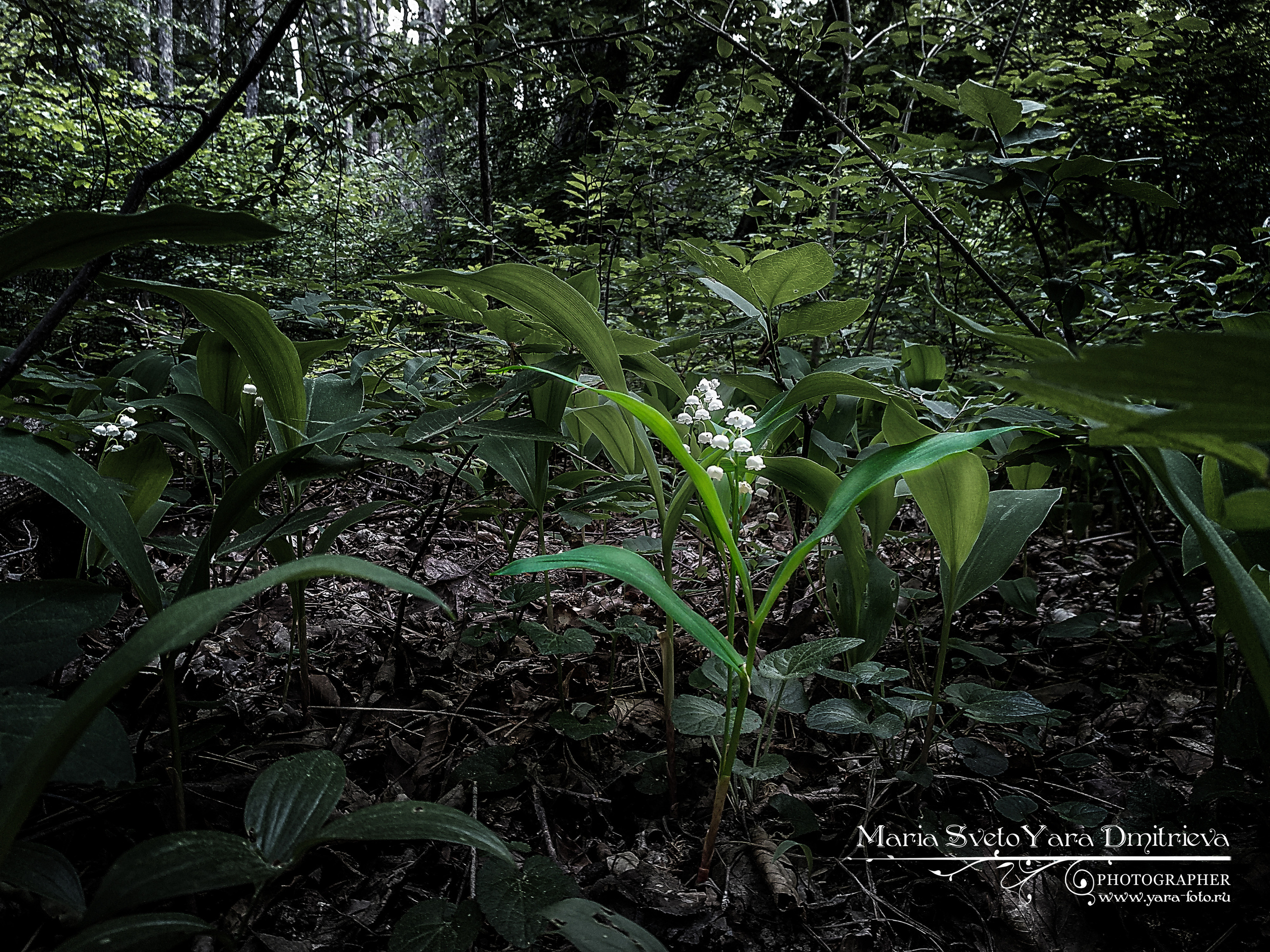 Flora&Fauna в мобильной фотографии. Фотограф в Симферополе и Крыму — Мария СветоЯра Дмитриева | Индивидуальные и семейные съёмки