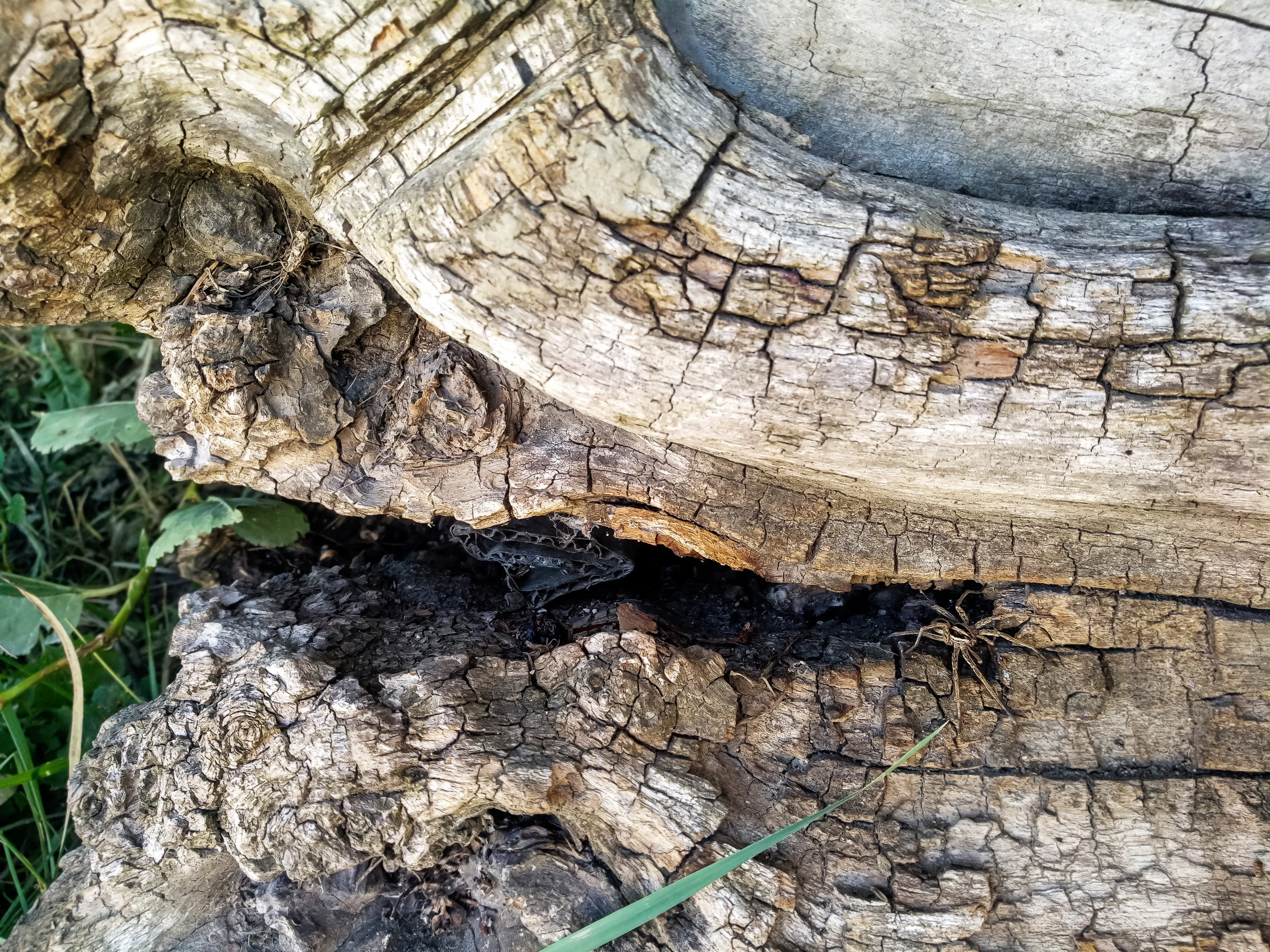 Flora&Fauna в мобильной фотографии. Фотограф в Симферополе и Крыму — Мария СветоЯра Дмитриева | Индивидуальные и семейные съёмки