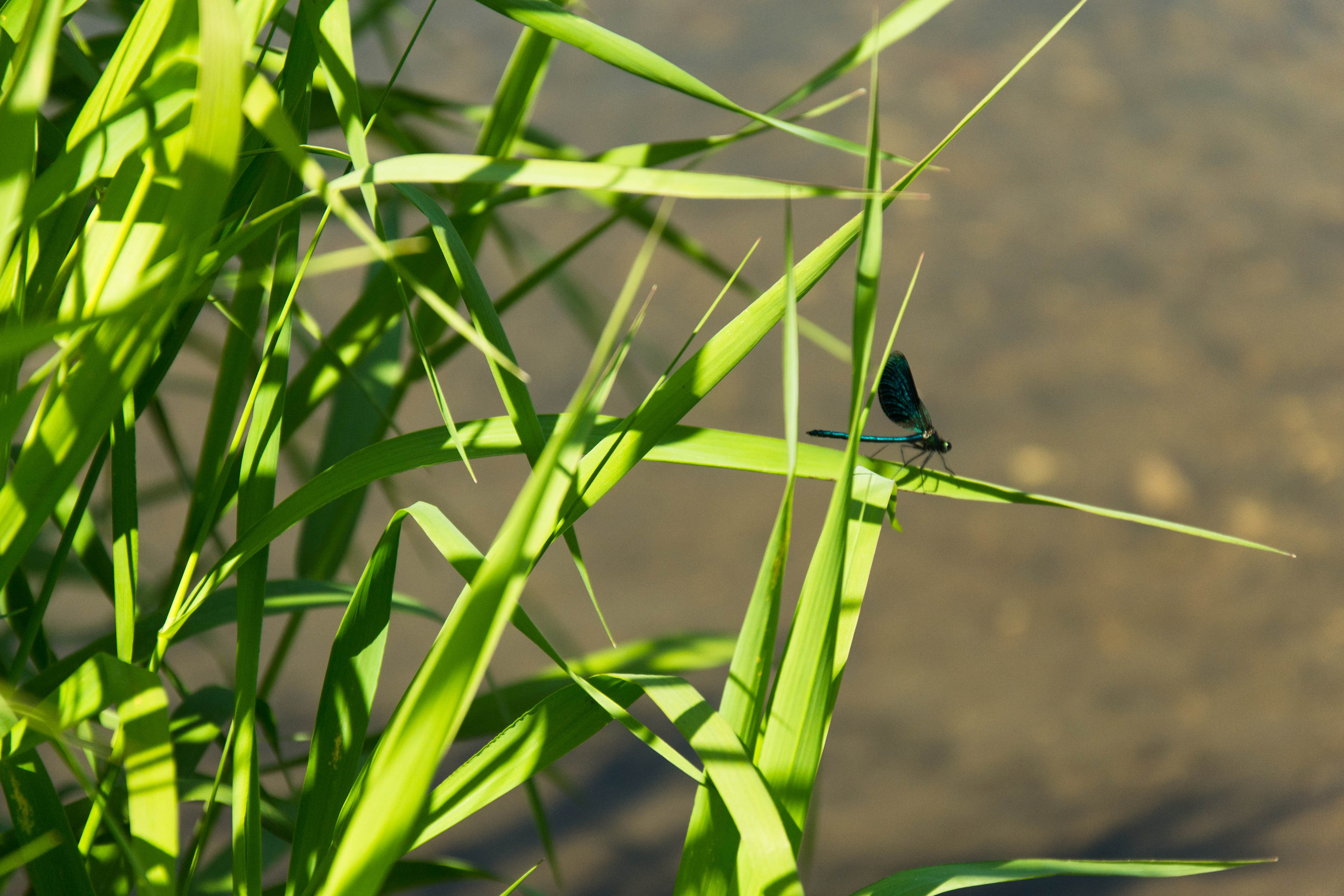Дон. Главная