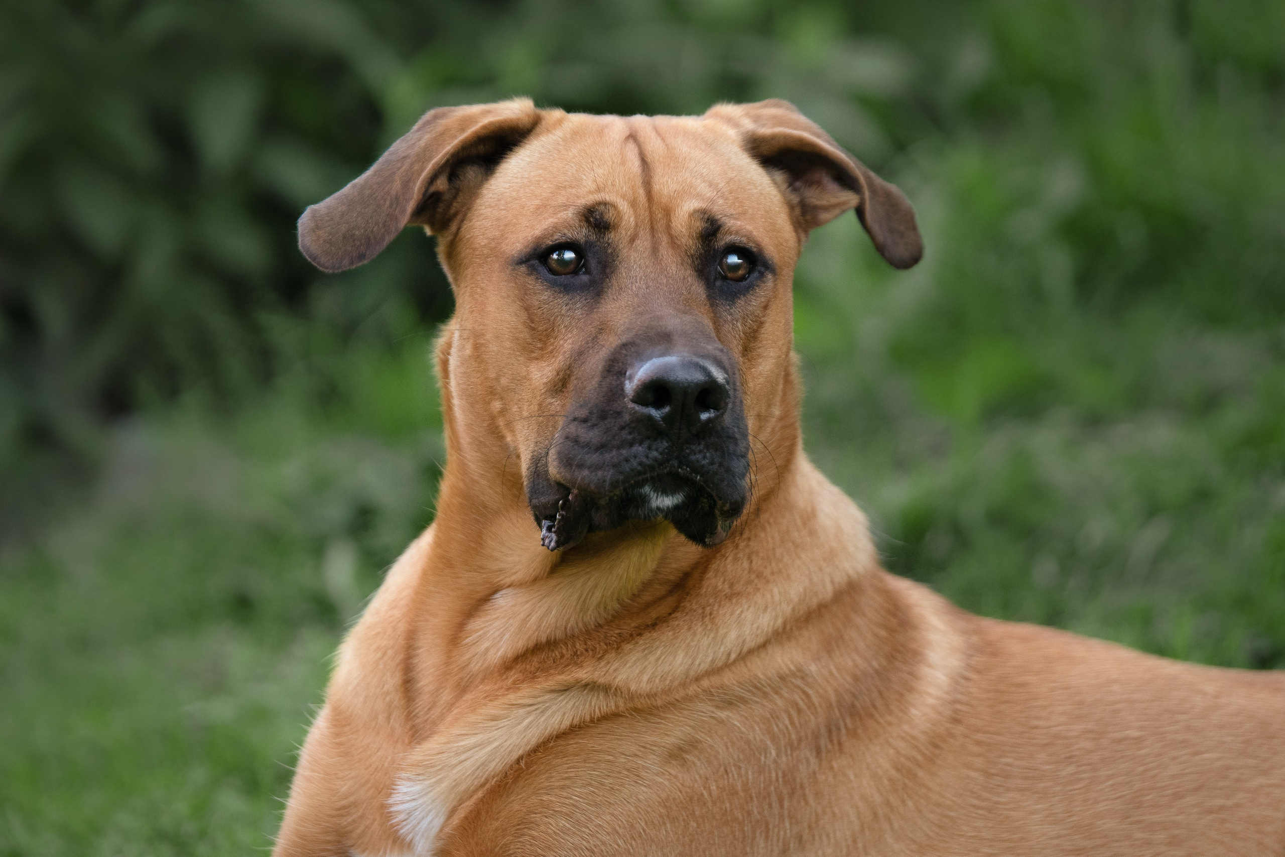 Арчи. Юлия Микульская. Рыбинск