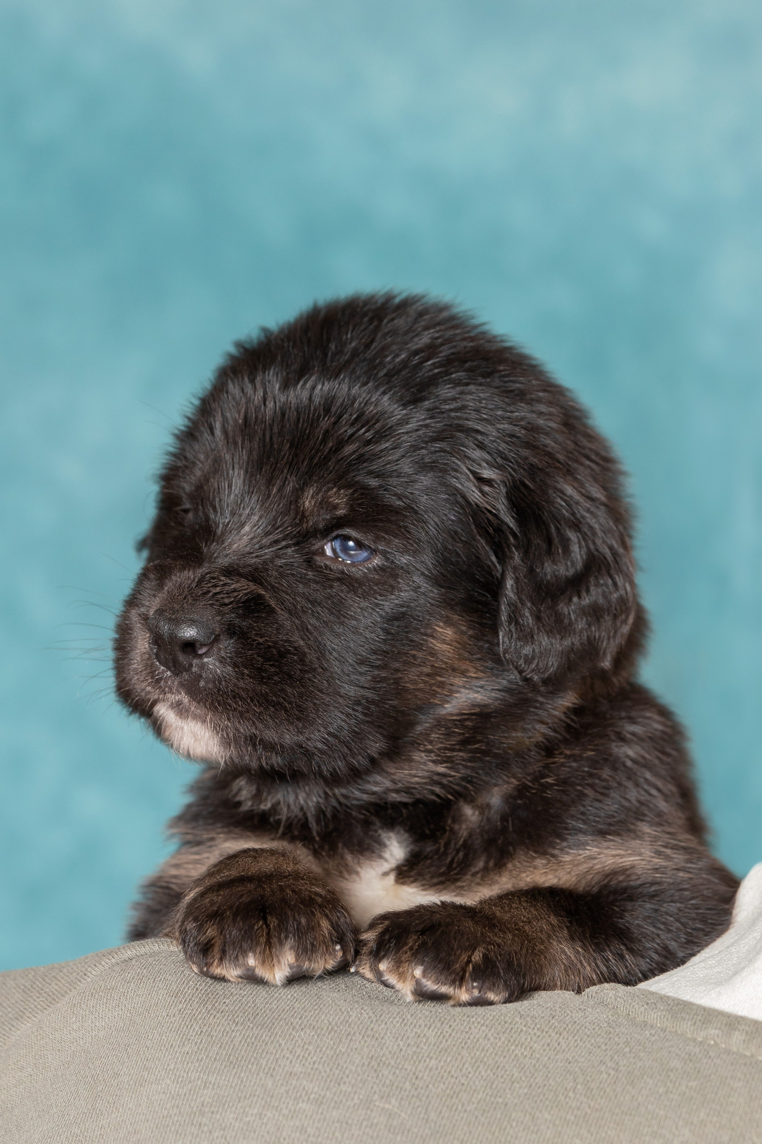 Тибетский мастиф. Юлия Микульская. Рыбинск