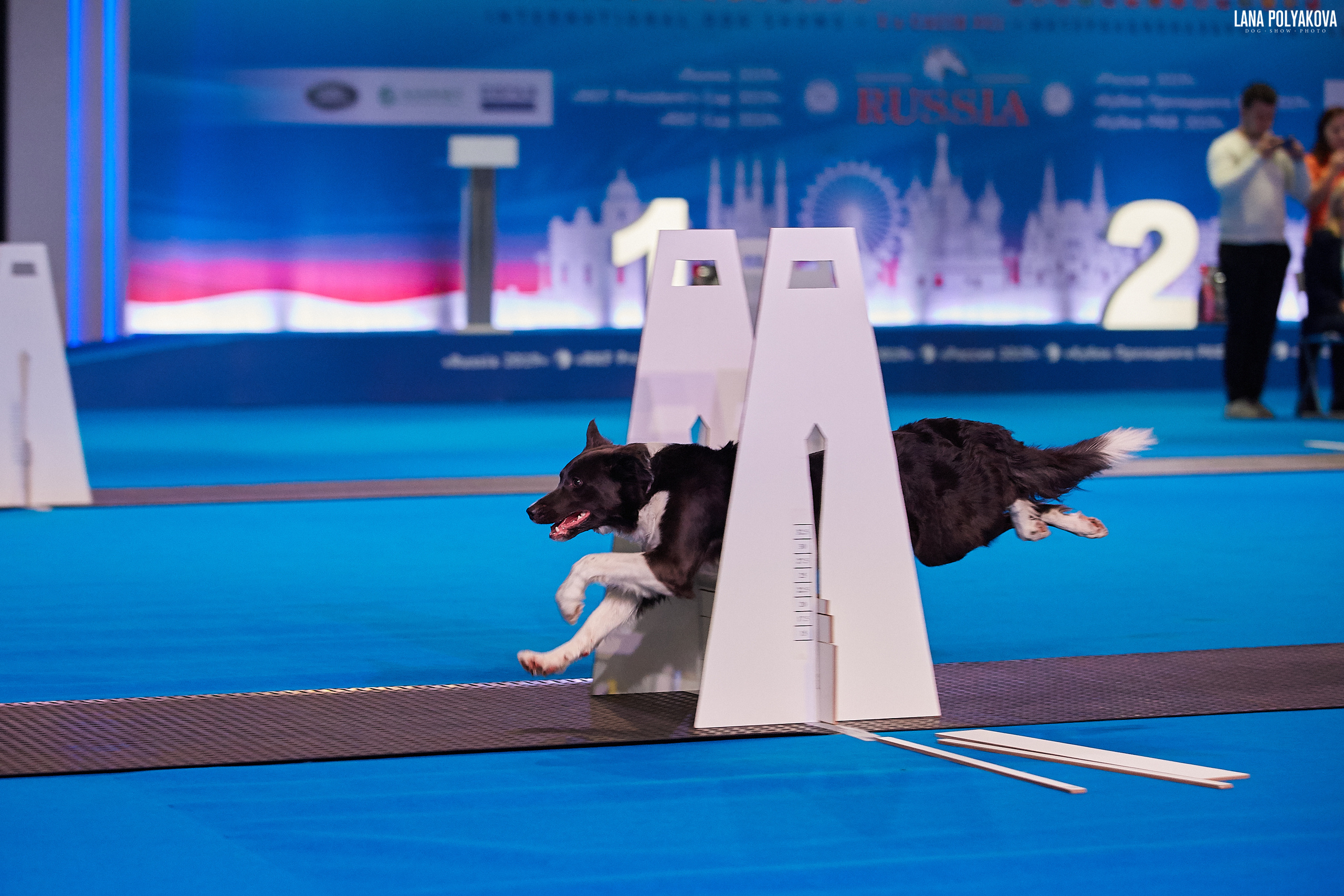 Интернациональные выставки собак (3 x CACIB FCI) «Россия 2019» (квалификация на Crufts),"Кубок Президента РКФ 2019″ и «Кубок РКФ 2019» 2−4 ноября 2019 года Москва, МВЦ «Крокус Экспо», пав. 3