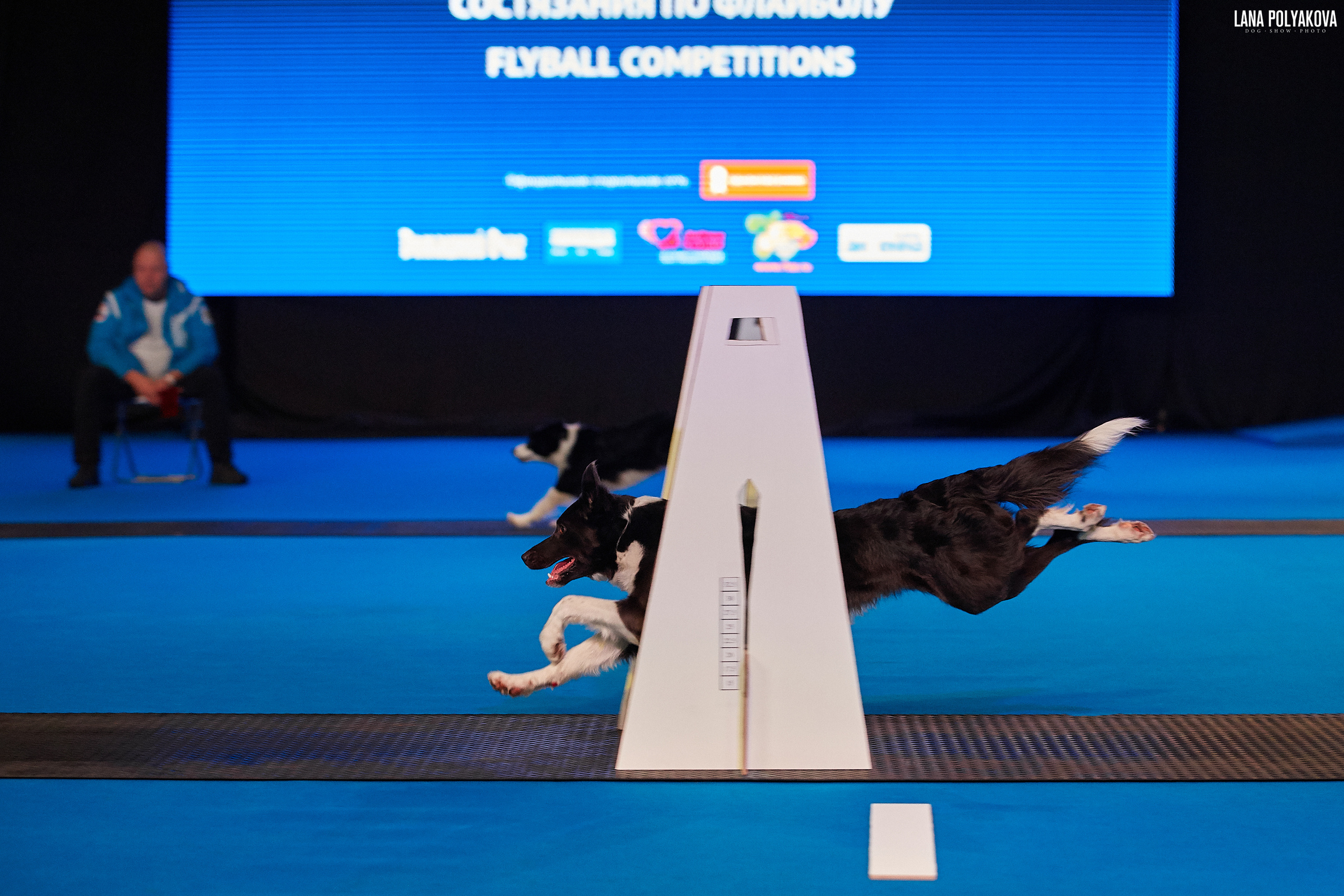 Интернациональные выставки собак (3 x CACIB FCI) «Россия 2019» (квалификация на Crufts),"Кубок Президента РКФ 2019″ и «Кубок РКФ 2019» 2−4 ноября 2019 года Москва, МВЦ «Крокус Экспо», пав. 3