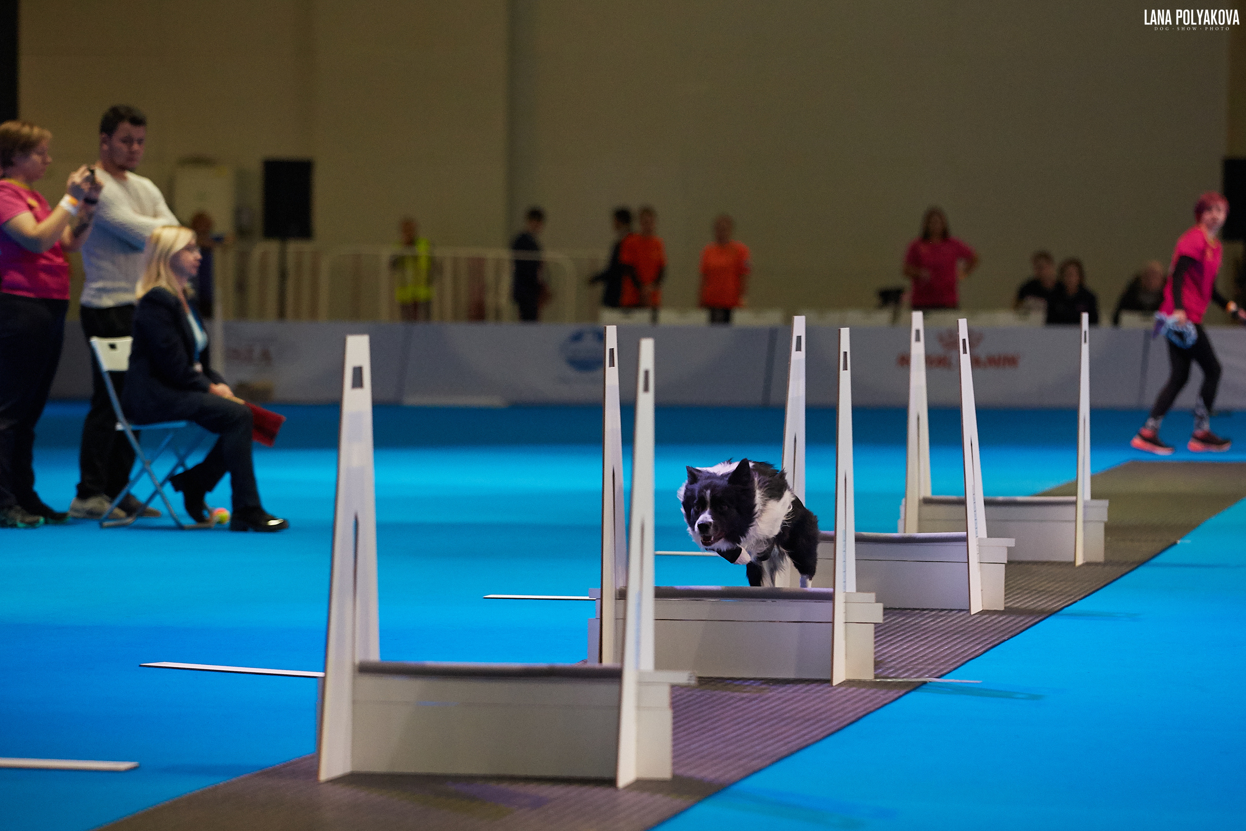 Интернациональные выставки собак (3 x CACIB FCI) «Россия 2019» (квалификация на Crufts),"Кубок Президента РКФ 2019″ и «Кубок РКФ 2019» 2−4 ноября 2019 года Москва, МВЦ «Крокус Экспо», пав. 3