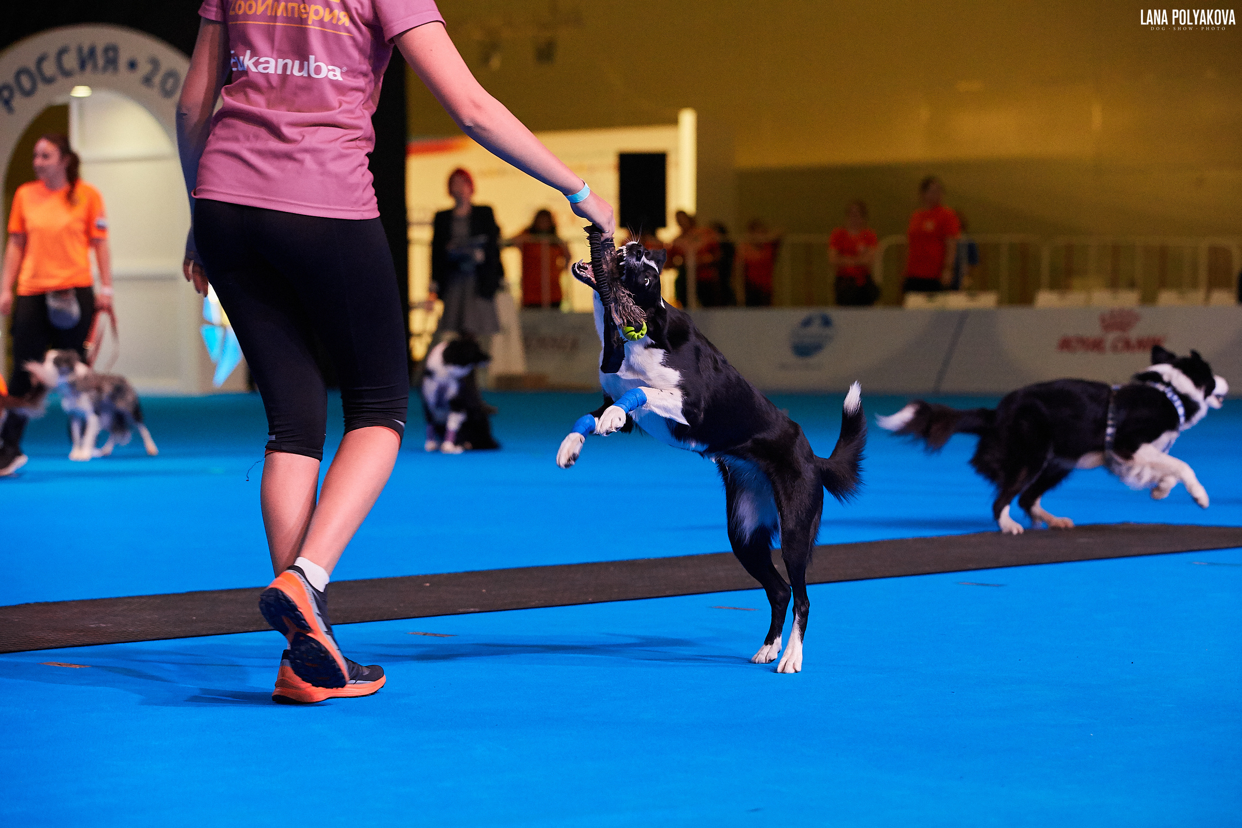 Интернациональные выставки собак (3 x CACIB FCI) «Россия 2019» (квалификация на Crufts),"Кубок Президента РКФ 2019″ и «Кубок РКФ 2019» 2−4 ноября 2019 года Москва, МВЦ «Крокус Экспо», пав. 3