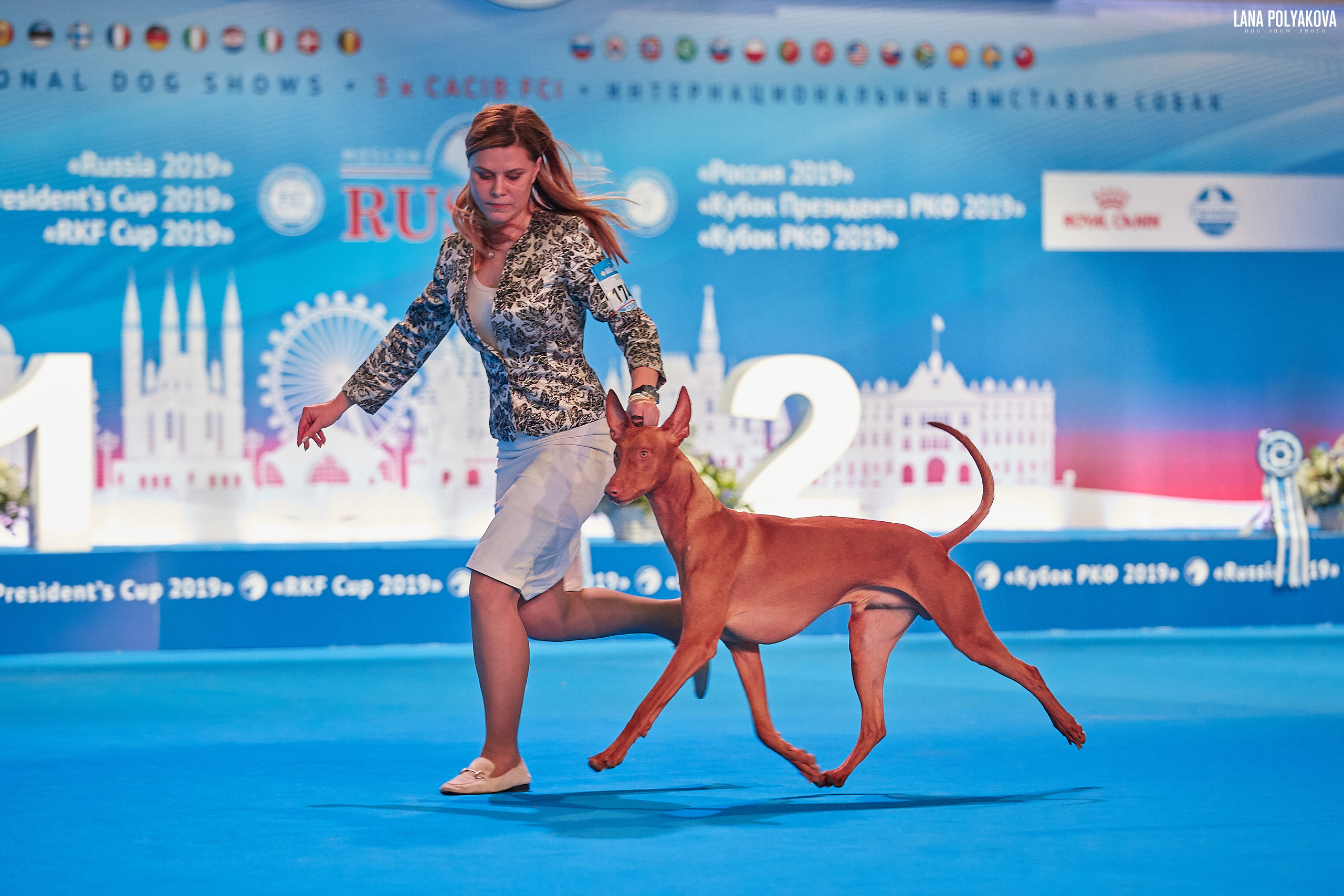 Интернациональные выставки собак (3 x CACIB FCI) «Россия 2019» (квалификация на Crufts),"Кубок Президента РКФ 2019″ и «Кубок РКФ 2019» 2−4 ноября 2019 года Москва, МВЦ «Крокус Экспо», пав. 3