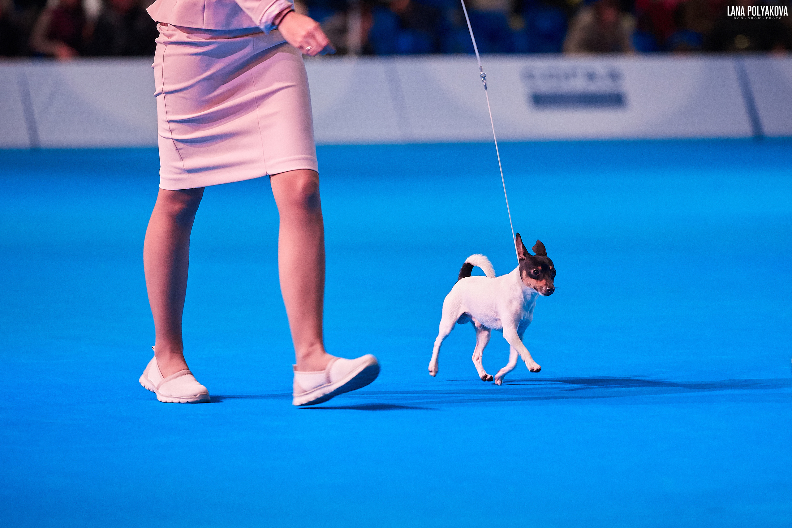 Интернациональные выставки собак (3 x CACIB FCI) «Россия 2019» (квалификация на Crufts),"Кубок Президента РКФ 2019″ и «Кубок РКФ 2019» 2−4 ноября 2019 года Москва, МВЦ «Крокус Экспо», пав. 3
