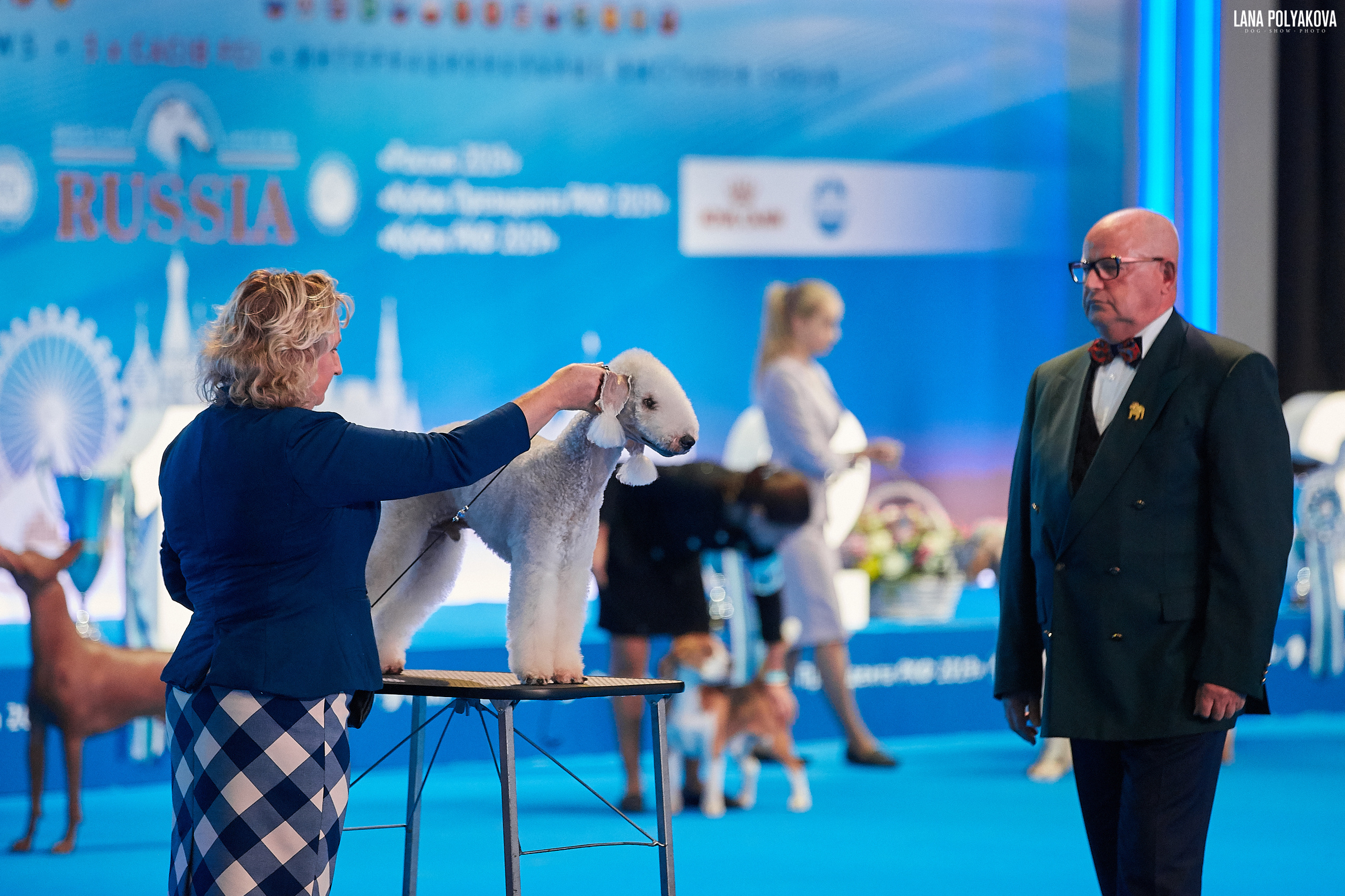 Интернациональные выставки собак (3 x CACIB FCI) «Россия 2019» (квалификация на Crufts),"Кубок Президента РКФ 2019″ и «Кубок РКФ 2019» 2−4 ноября 2019 года Москва, МВЦ «Крокус Экспо», пав. 3 Фотограф: Лана Полякова