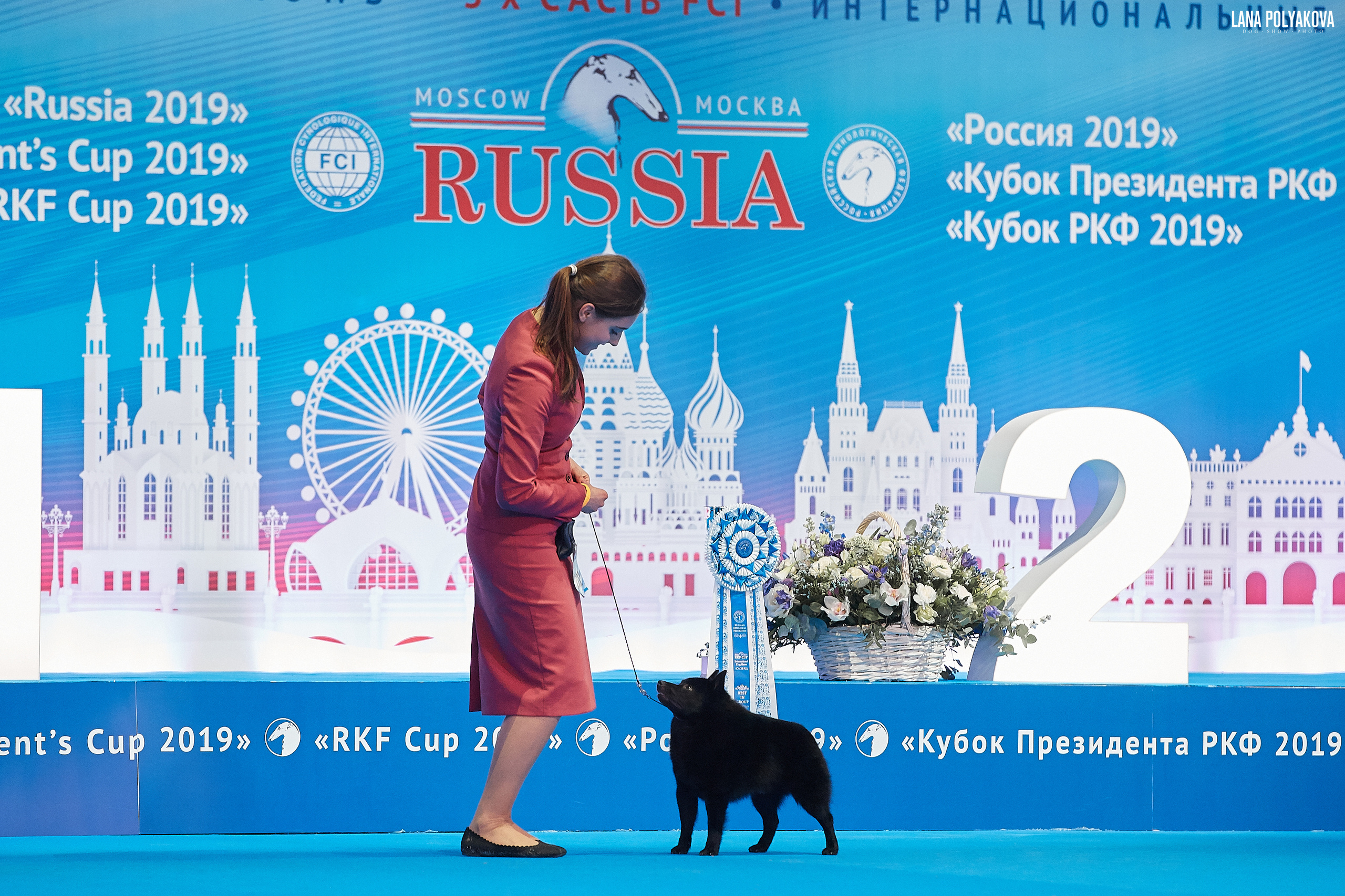 Интернациональные выставки собак (3 x CACIB FCI) «Россия 2019» (квалификация на Crufts),"Кубок Президента РКФ 2019″ и «Кубок РКФ 2019» 2−4 ноября 2019 года Москва, МВЦ «Крокус Экспо», пав. 3 Фотограф: Лана Полякова