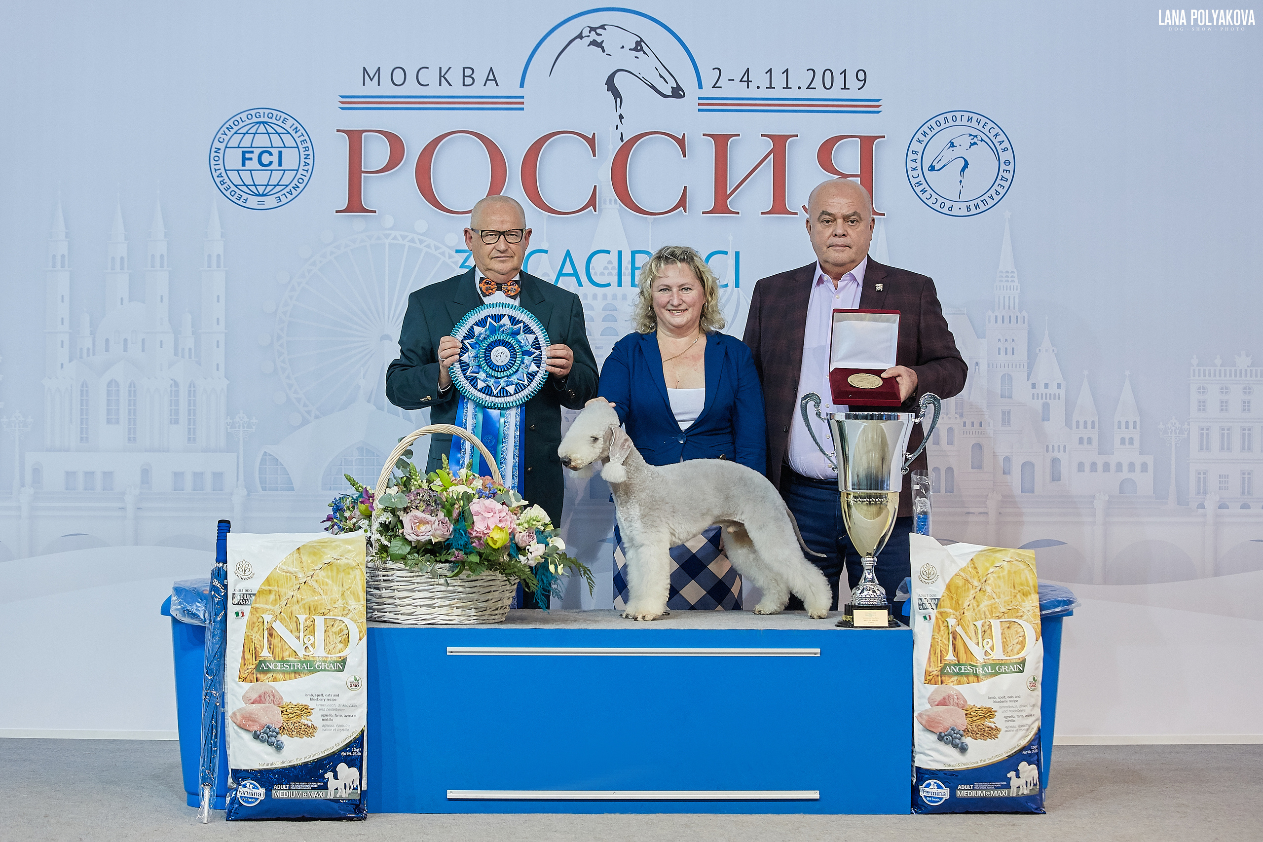 Интернациональные выставки собак (3 x CACIB FCI) «Россия 2019» (квалификация на Crufts),"Кубок Президента РКФ 2019″ и «Кубок РКФ 2019» 2−4 ноября 2019 года Москва, МВЦ «Крокус Экспо», пав. 3 Фотограф: Лана Полякова