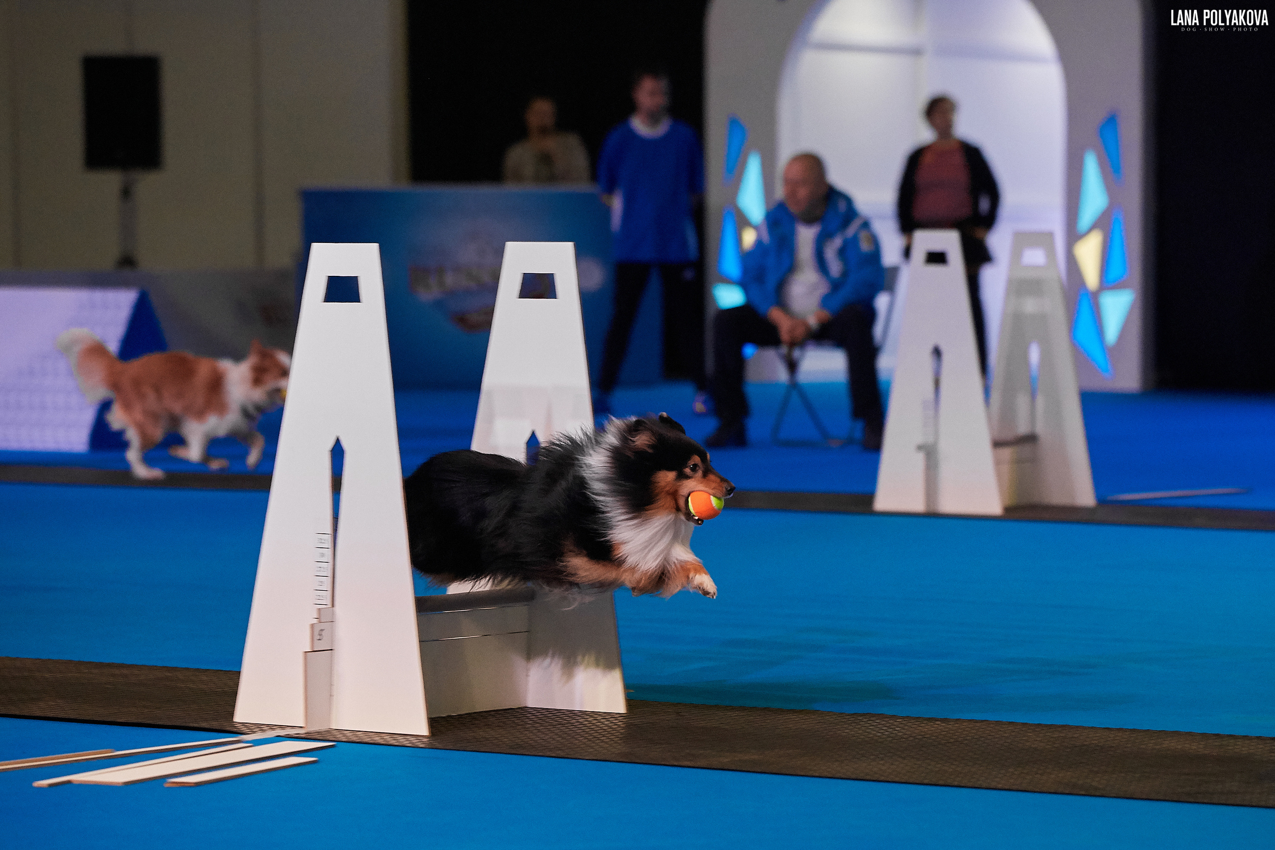 Интернациональные выставки собак (3 x CACIB FCI) «Россия 2019» (квалификация на Crufts),"Кубок Президента РКФ 2019″ и «Кубок РКФ 2019» 2−4 ноября 2019 года Москва, МВЦ «Крокус Экспо», пав. 3