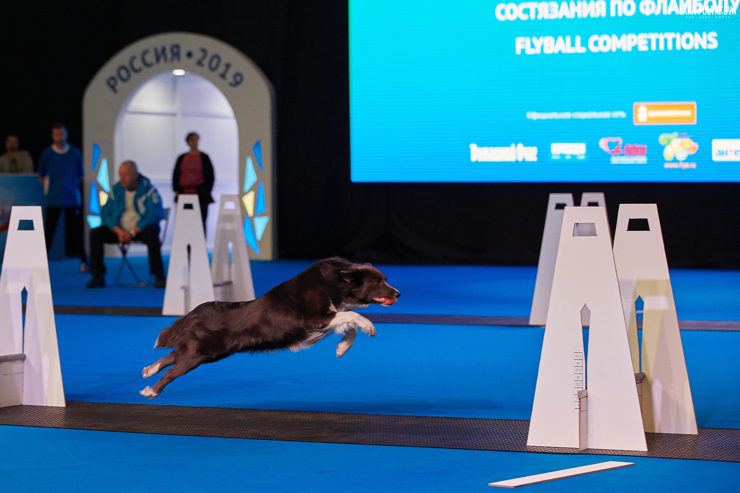 Интернациональные выставки собак (3 x CACIB FCI) «Россия 2019» (квалификация на Crufts),"Кубок Президента РКФ 2019″ и «Кубок РКФ 2019» 2−4 ноября 2019 года Москва, МВЦ «Крокус Экспо», пав. 3