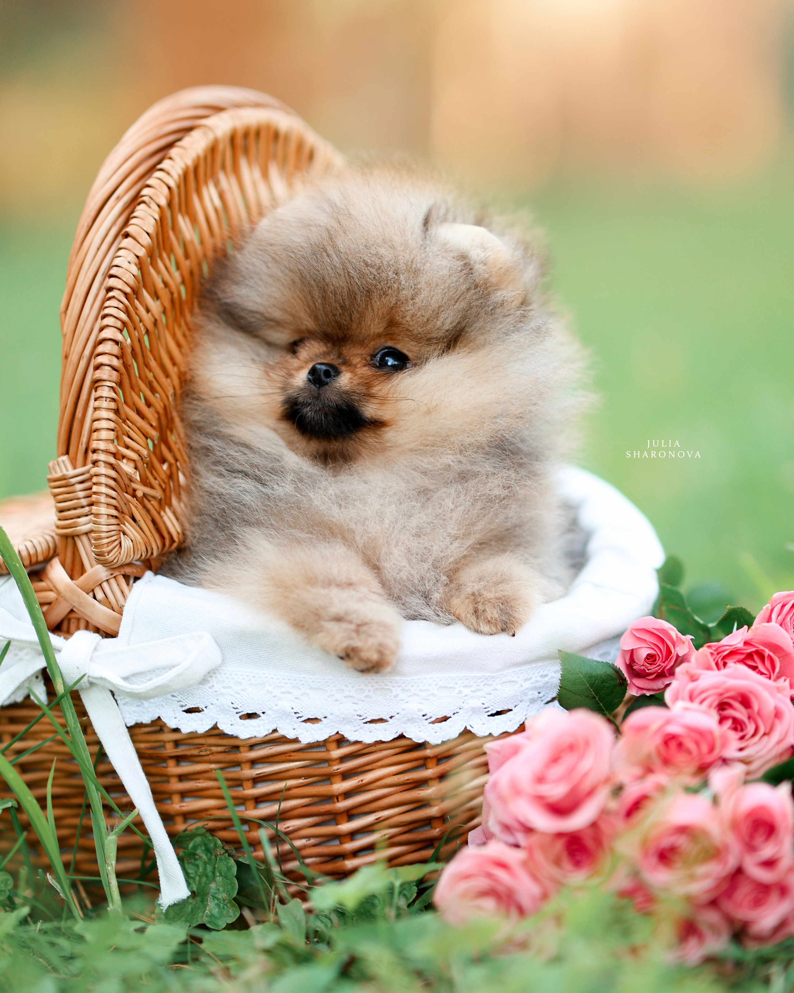 Мои работы. Юлия Шаронова — профессиональный фотограф анималист