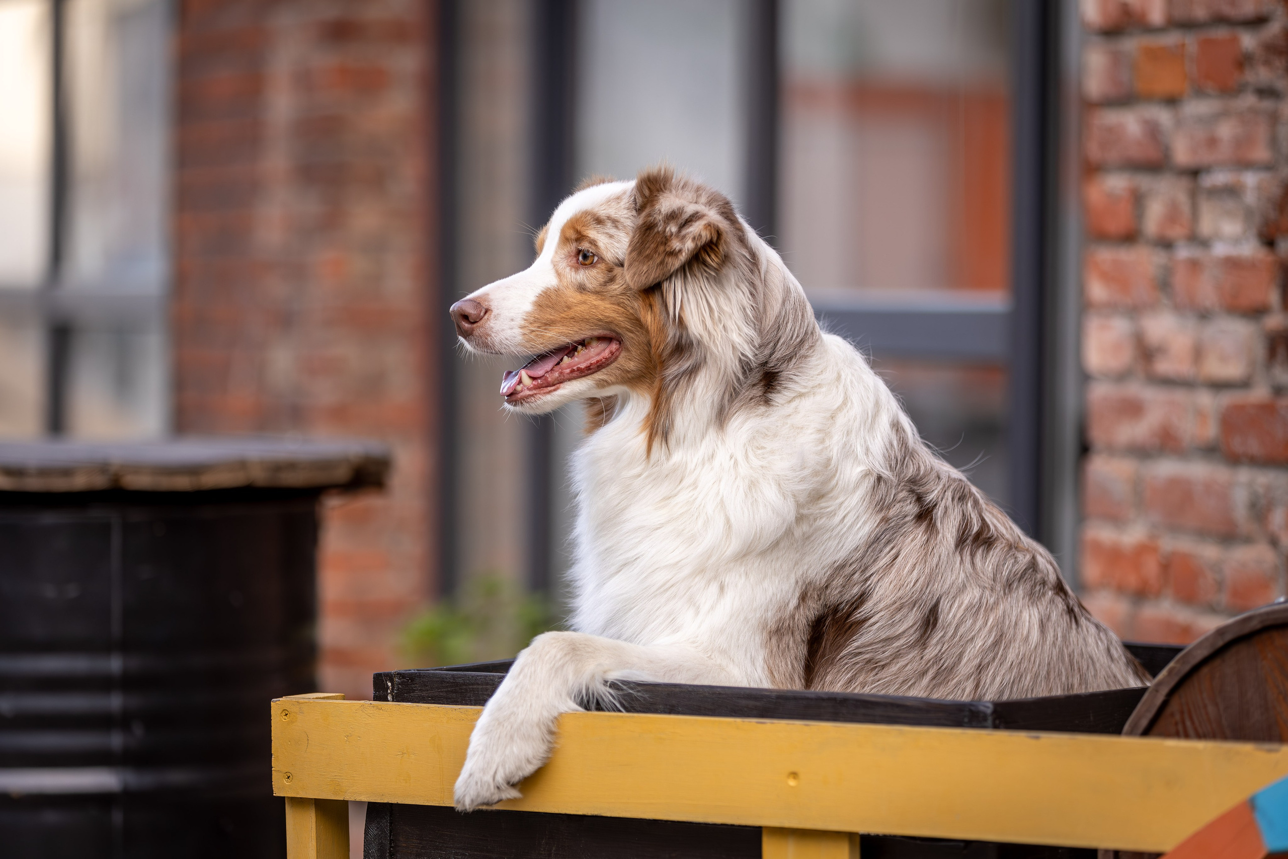 Полли, Австралийская Овчарка. Ирина Голомб|Фотограф-анималист в  Сочи и Калининграде