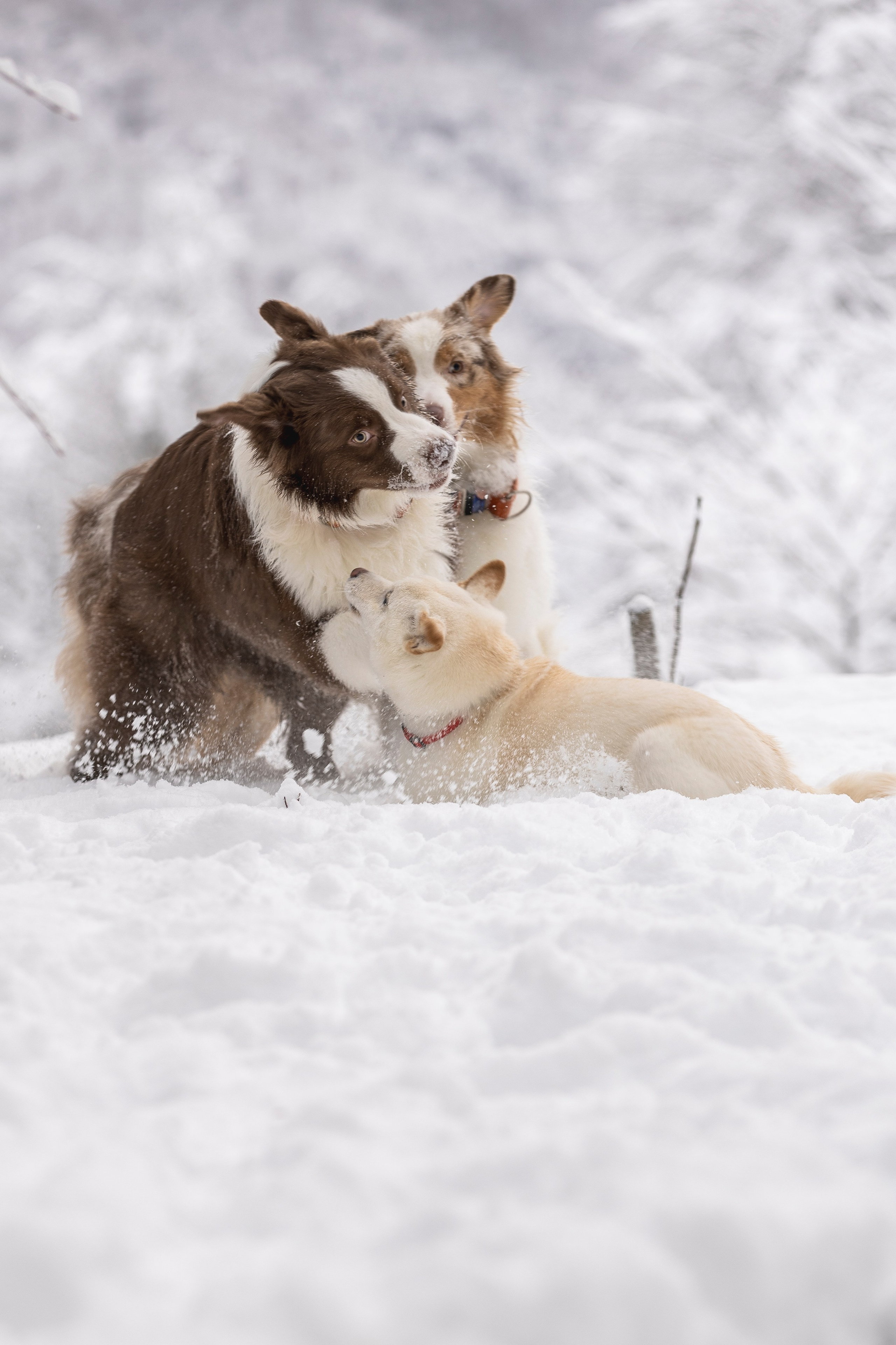 Догтуса Тропа Ефремова. Ирина Голомб|Фотограф-анималист в  Сочи и Калининграде
