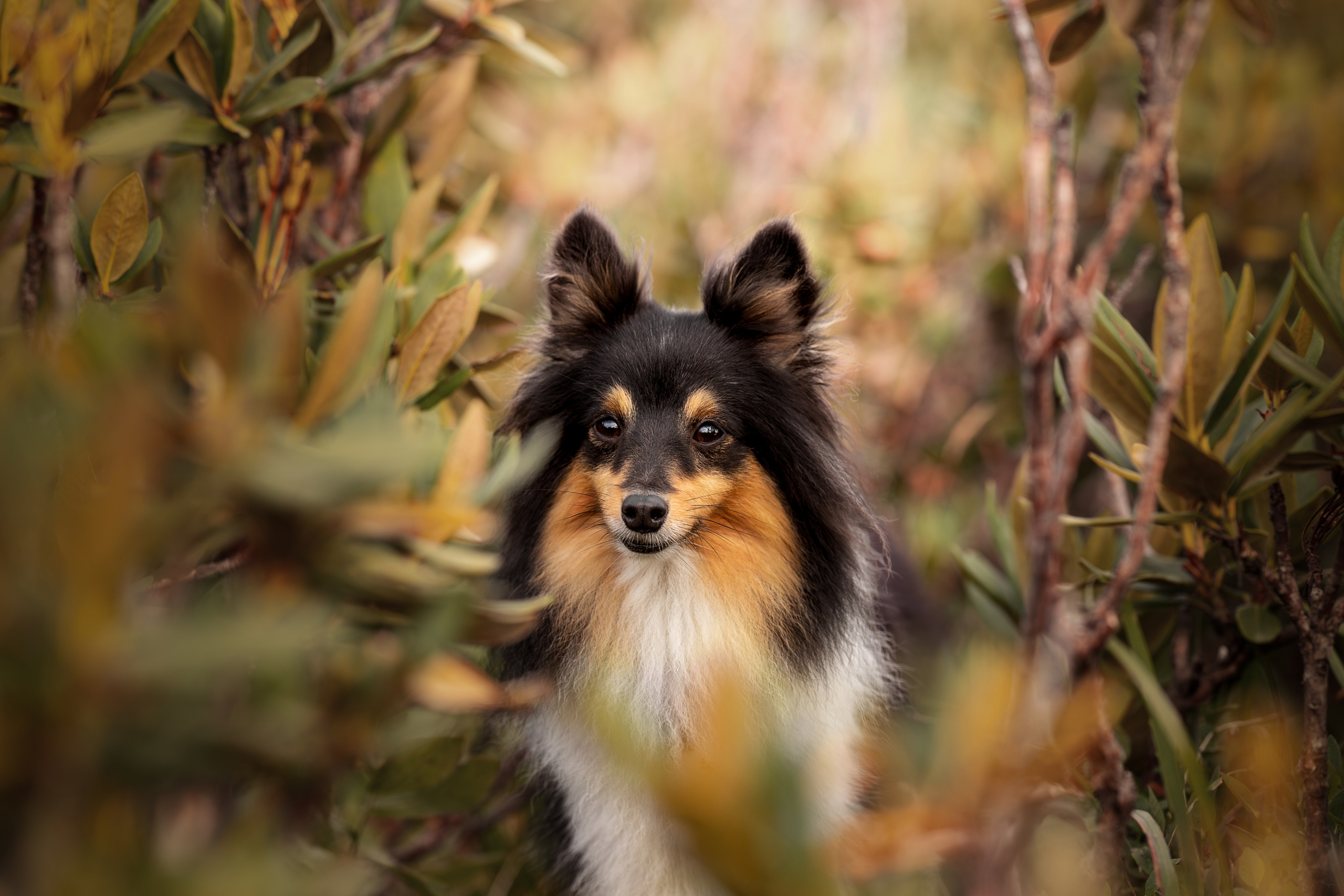 Мята, Шелти. Ирина Голомб|Фотограф-анималист в  Сочи и Калининграде