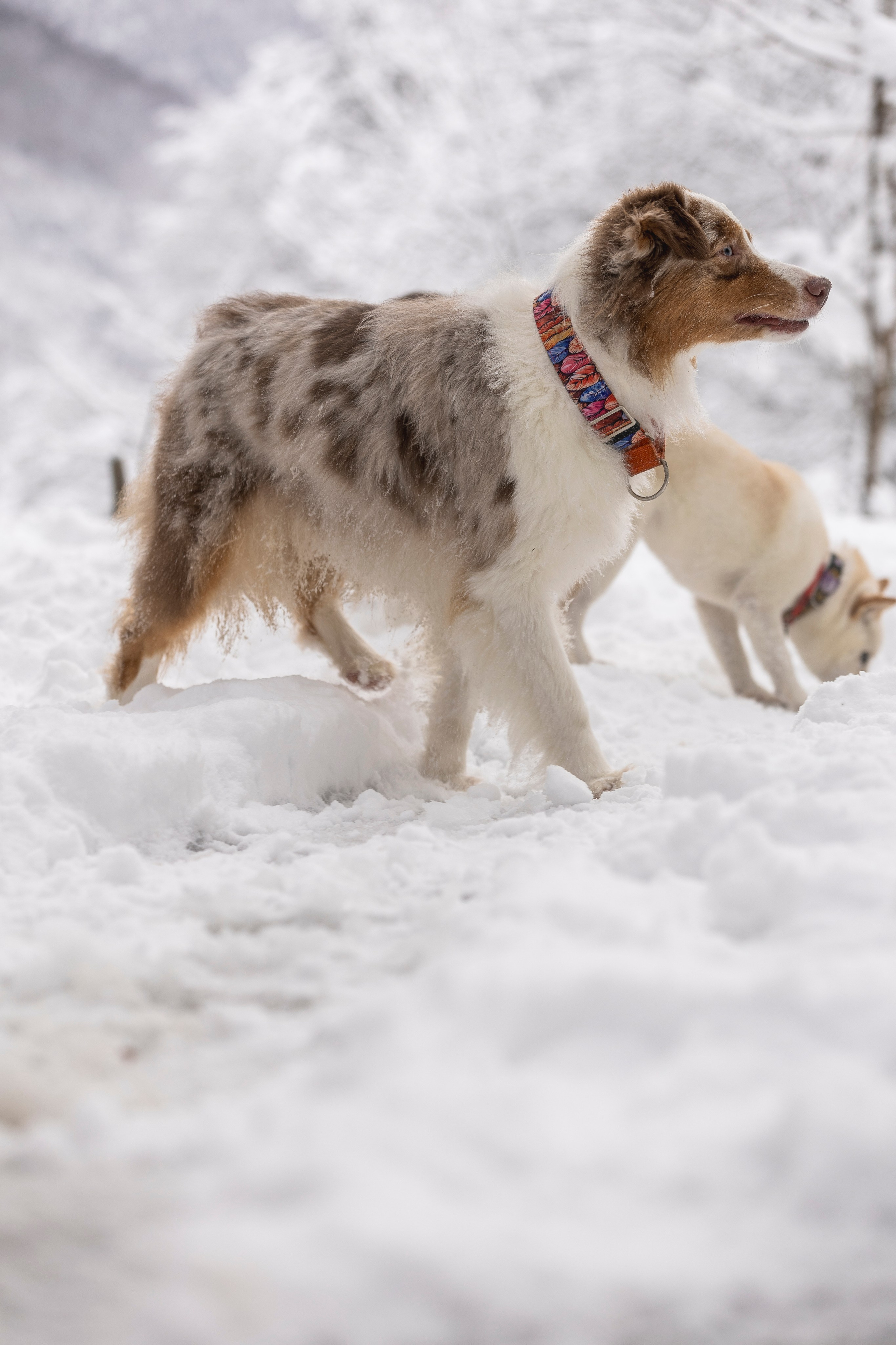 Догтуса Тропа Ефремова. Ирина Голомб|Фотограф-анималист в  Сочи и Калининграде