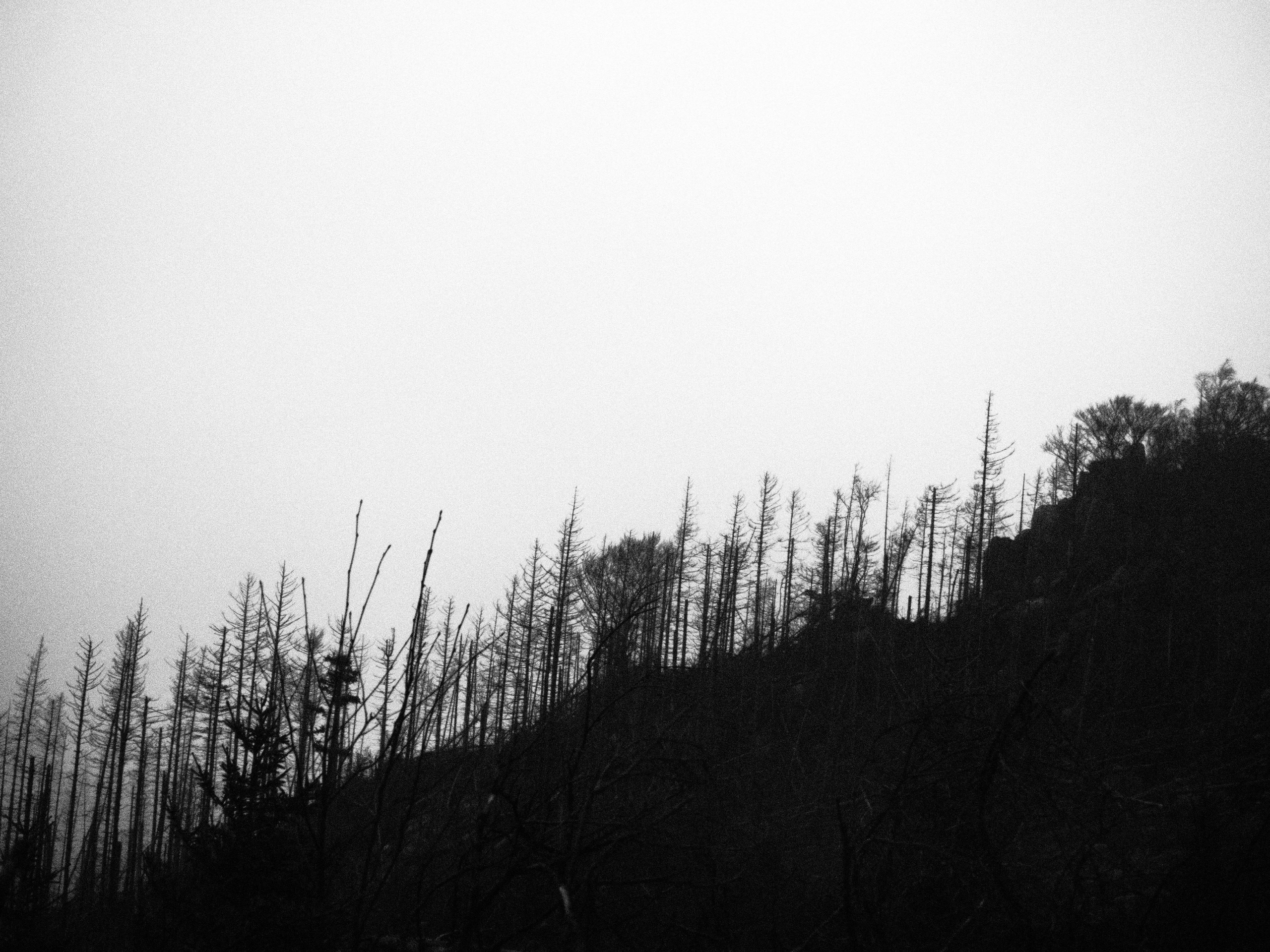 Таинственный лес. Репортажный фотограф в Берлине Александра Герман