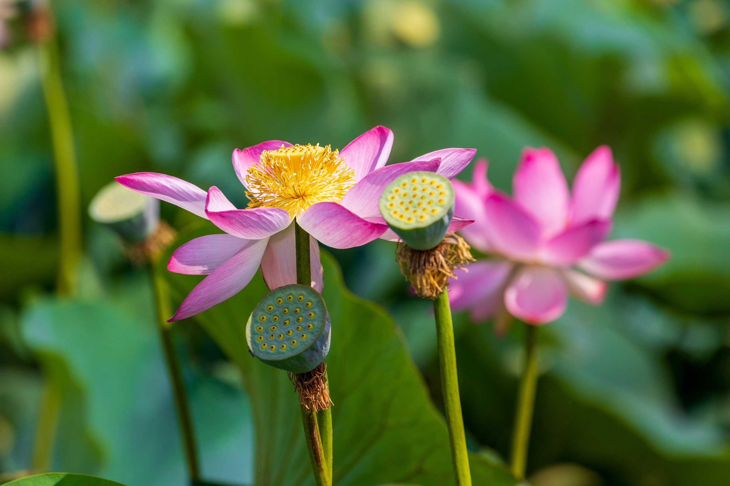 ЛОТОСЫ. Фотограф Владимир Роля